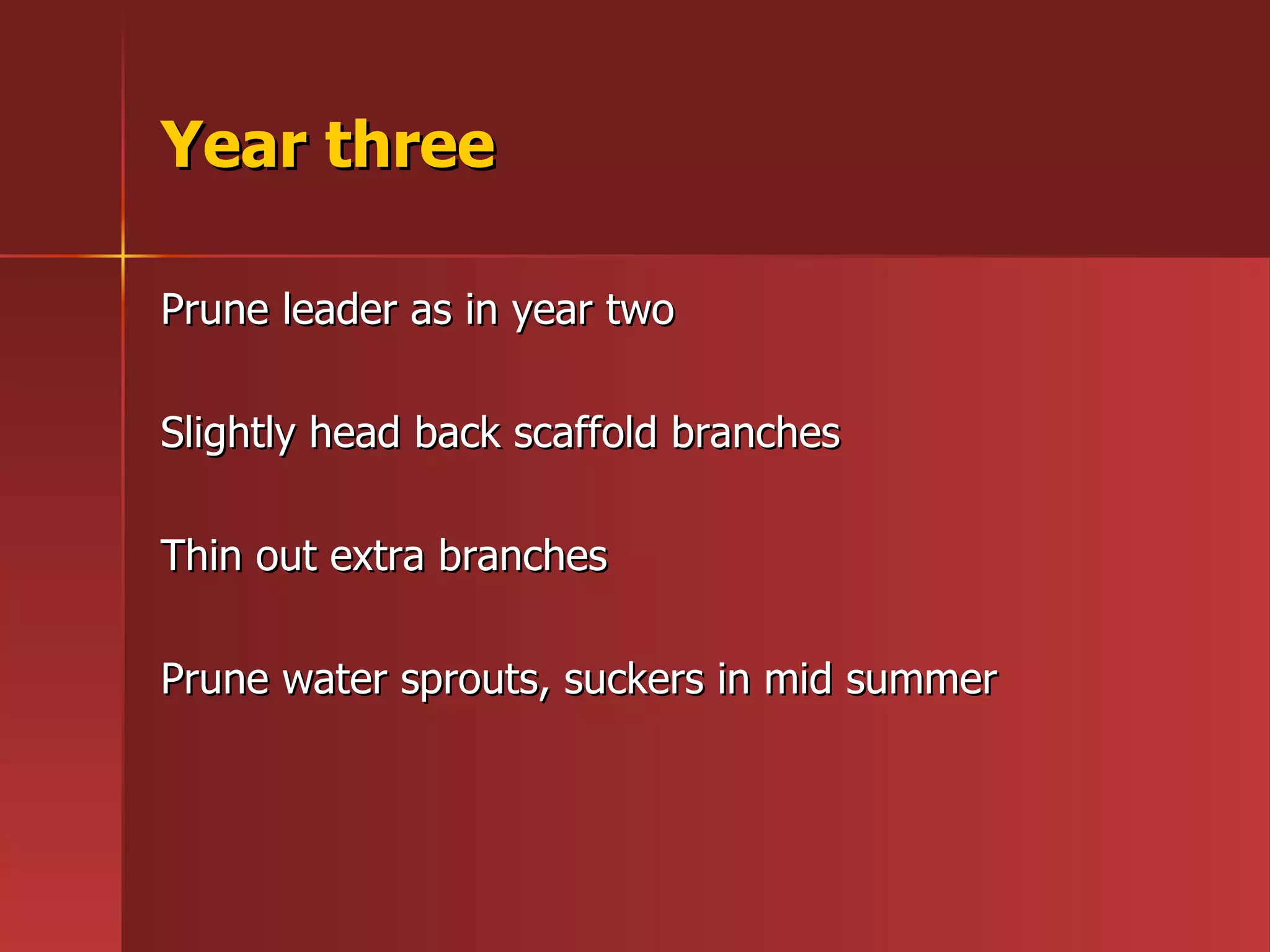 Year three Prune leader as in year two Slightly head back scaffold branches Thin out extra branches  Prune water sprouts, suckers in mid summer 