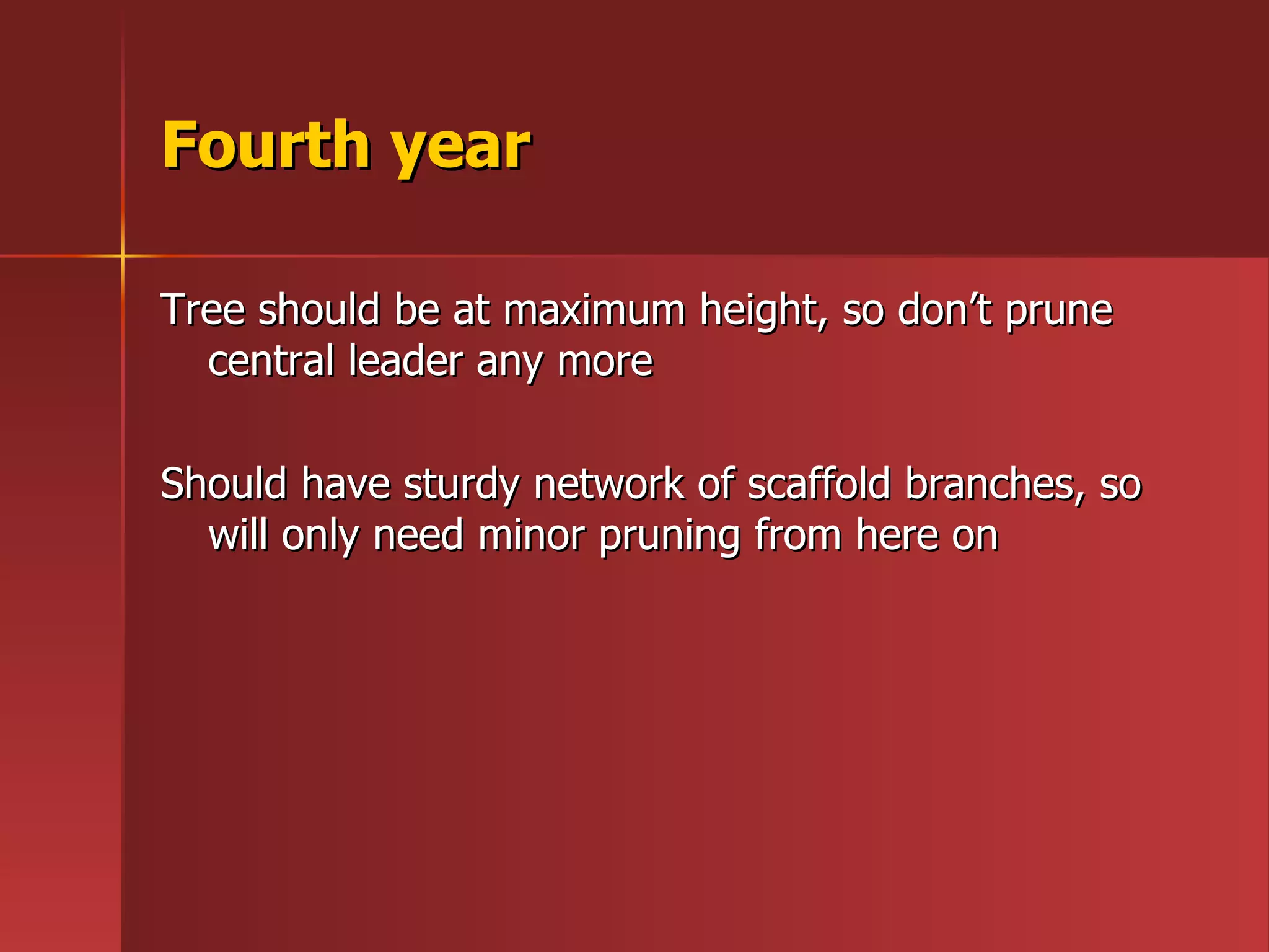 Fourth year Tree should be at maximum height, so don’t prune central leader any more Should have sturdy network of scaffold branches, so will only need minor pruning from here on 