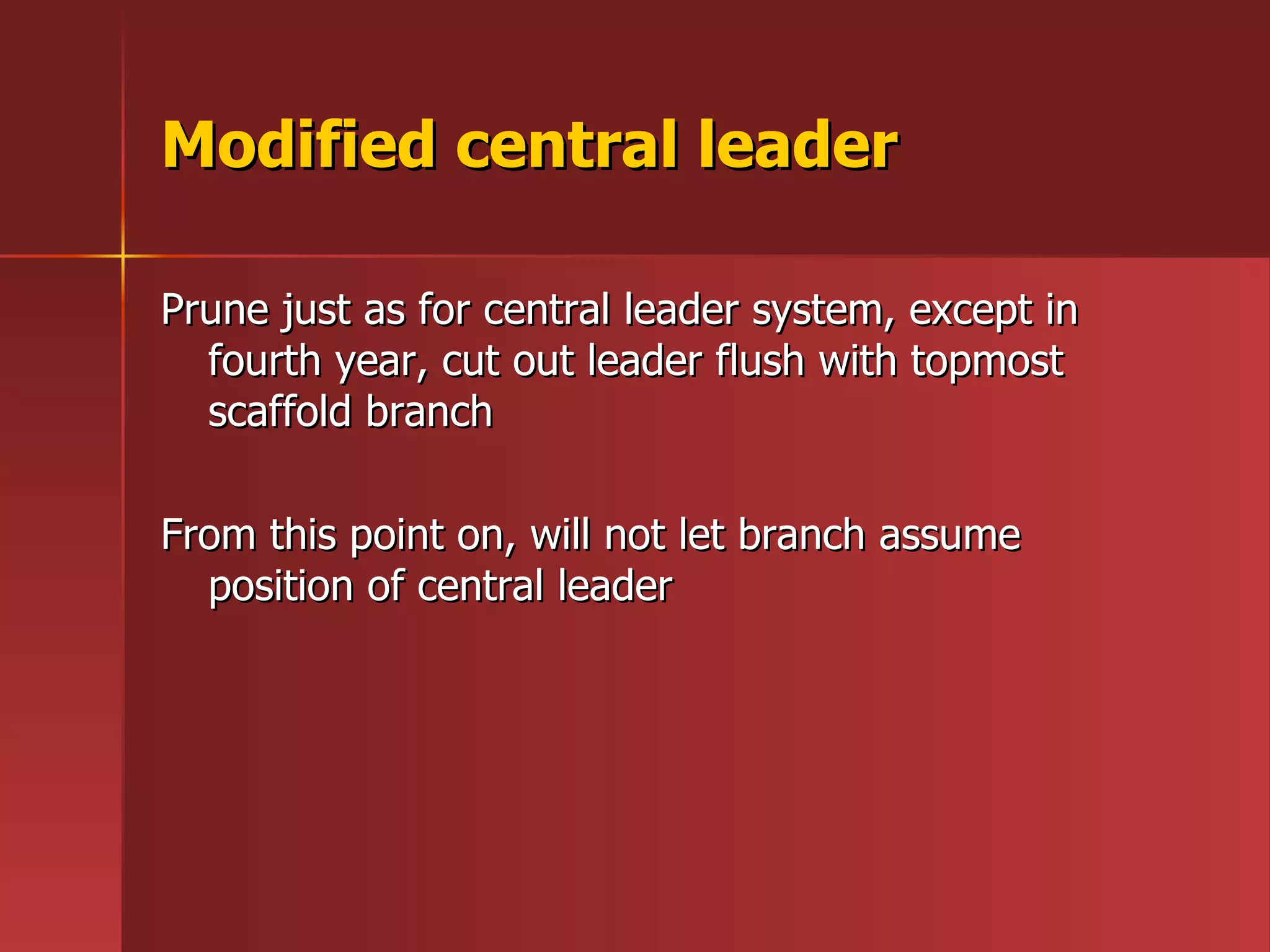 Modified central leader Prune just as for central leader system, except in  fourth year, cut out leader flush with topmost scaffold branch From this point on, will not let branch assume  position of central leader 