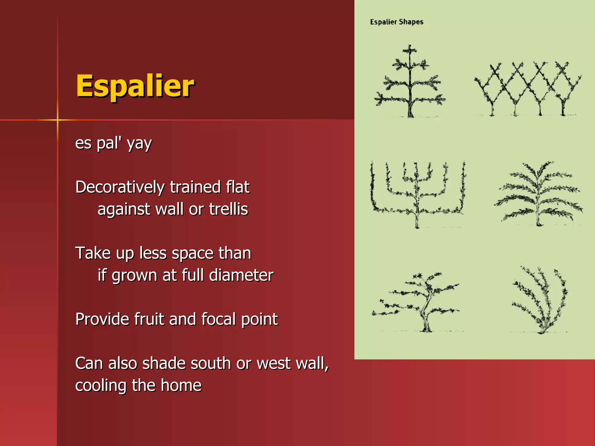 Espalier es pal' yay Decoratively trained flat  against wall or trellis Take up less space than  if grown at full diameter Provide fruit and focal point  Can also shade south or west wall,  cooling the home 