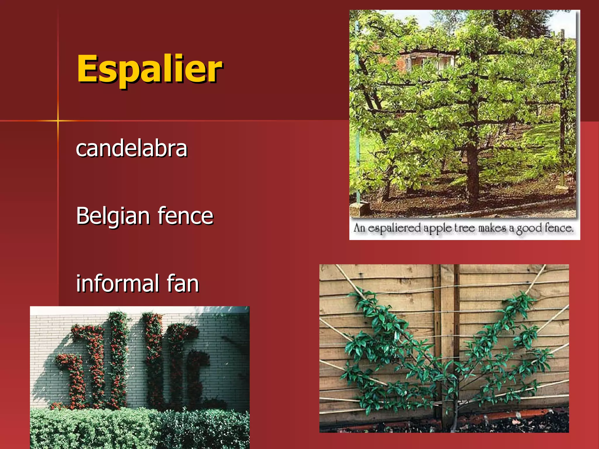 Espalier candelabra  Belgian fence informal fan 