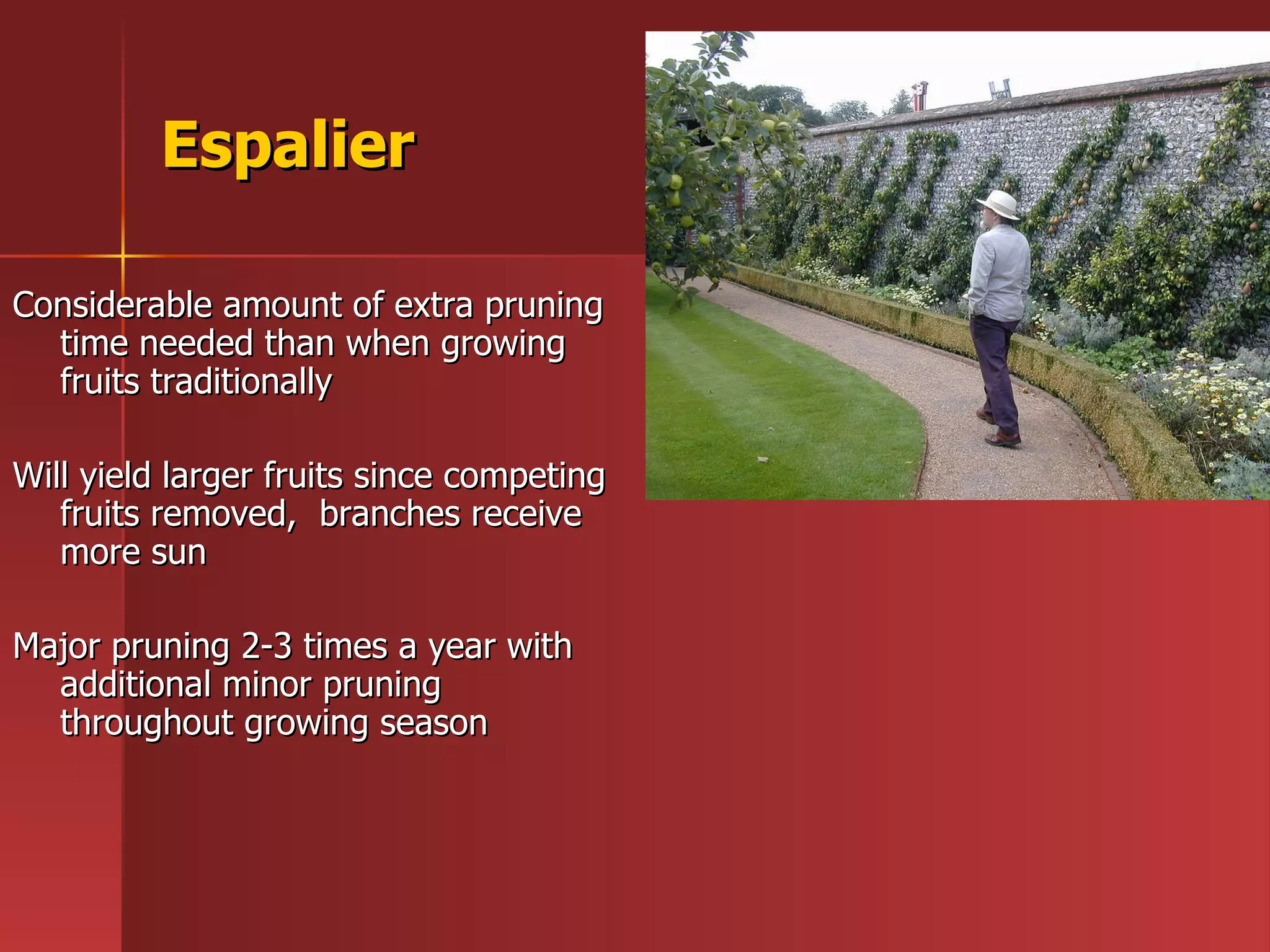 Espalier Considerable amount of extra pruning time needed than when growing fruits traditionally Will yield larger fruits since competing fruits removed,  branches receive more sun  Major pruning 2-3 times a year with additional minor pruning throughout growing season 