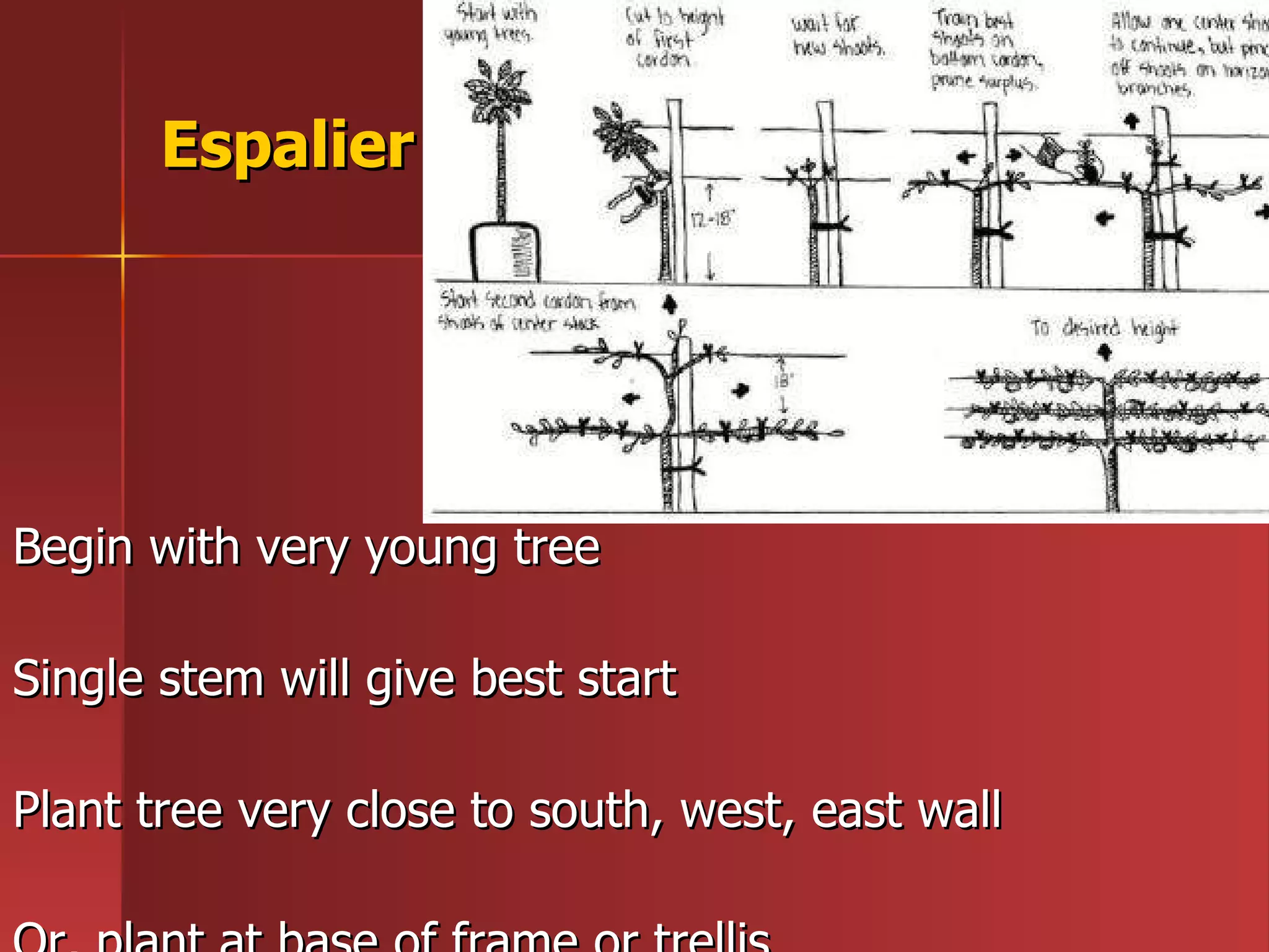 Espalier Begin with very young tree Single stem will give best start  Plant tree very close to south, west, east wall Or, plant at base of frame or trellis 