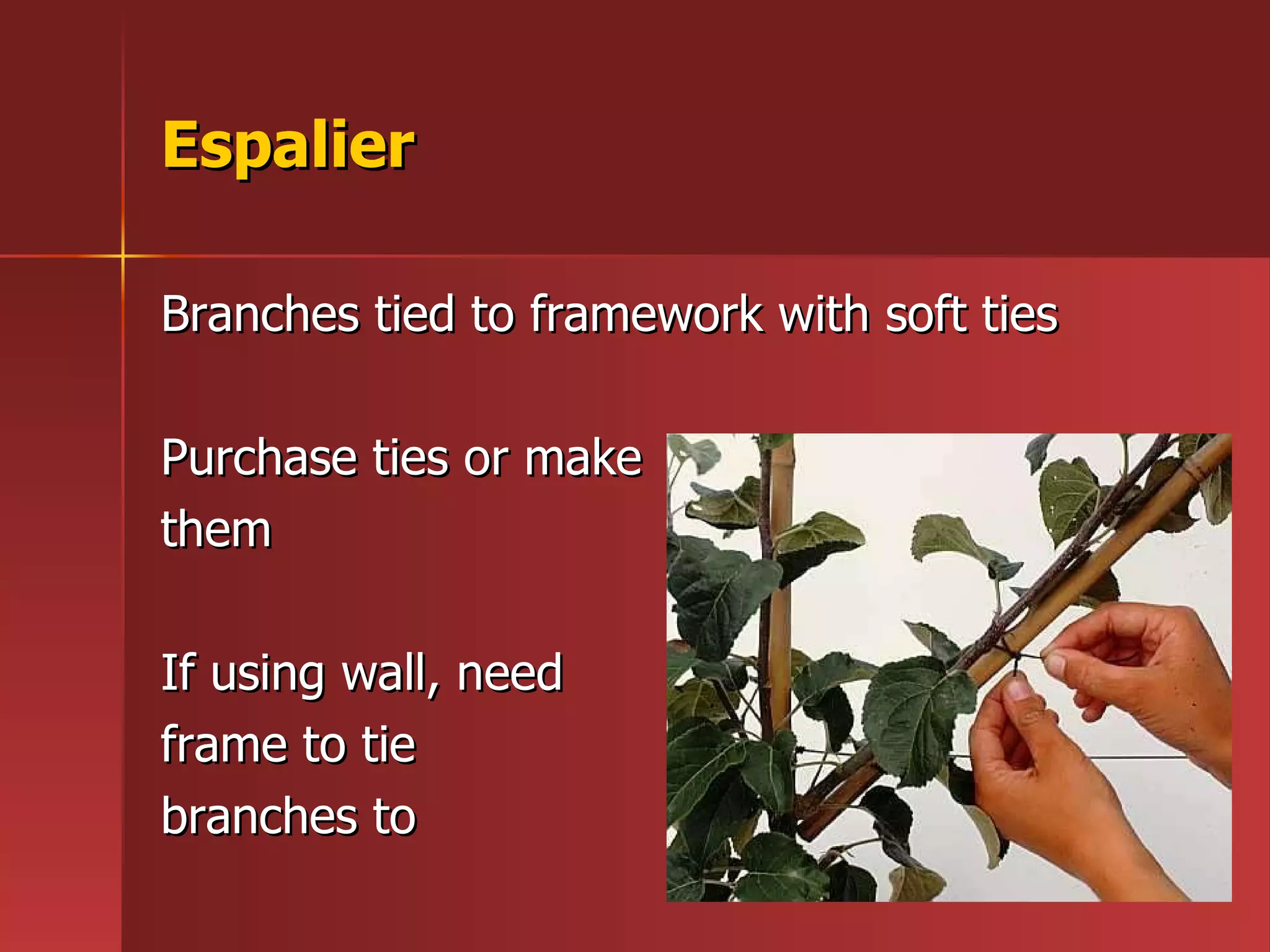 Espalier Branches tied to framework with soft ties Purchase ties or make  them If using wall, need  frame to tie  branches to 
