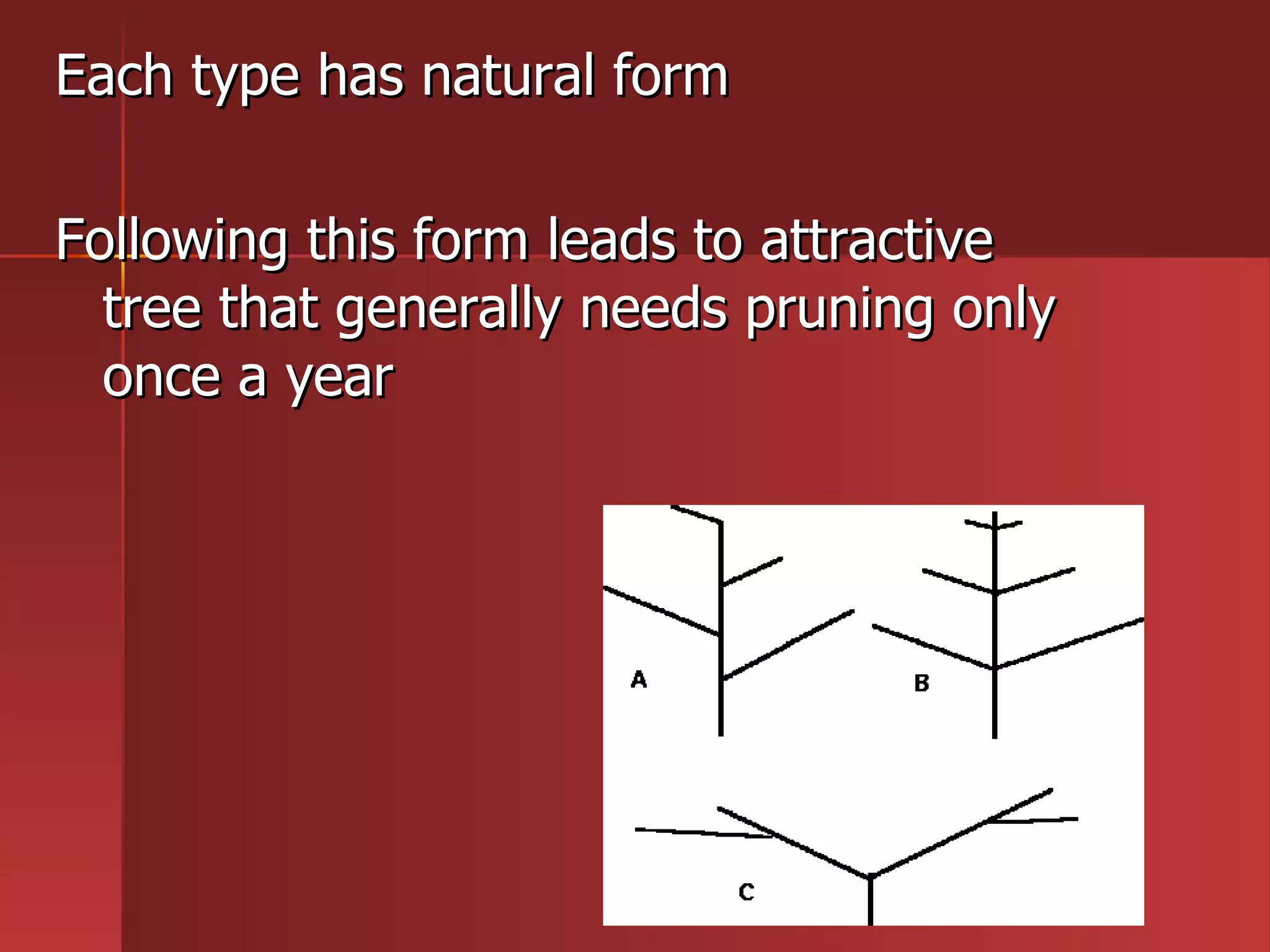 Each type has natural form Following this form leads to attractive tree that generally needs pruning only once a year 