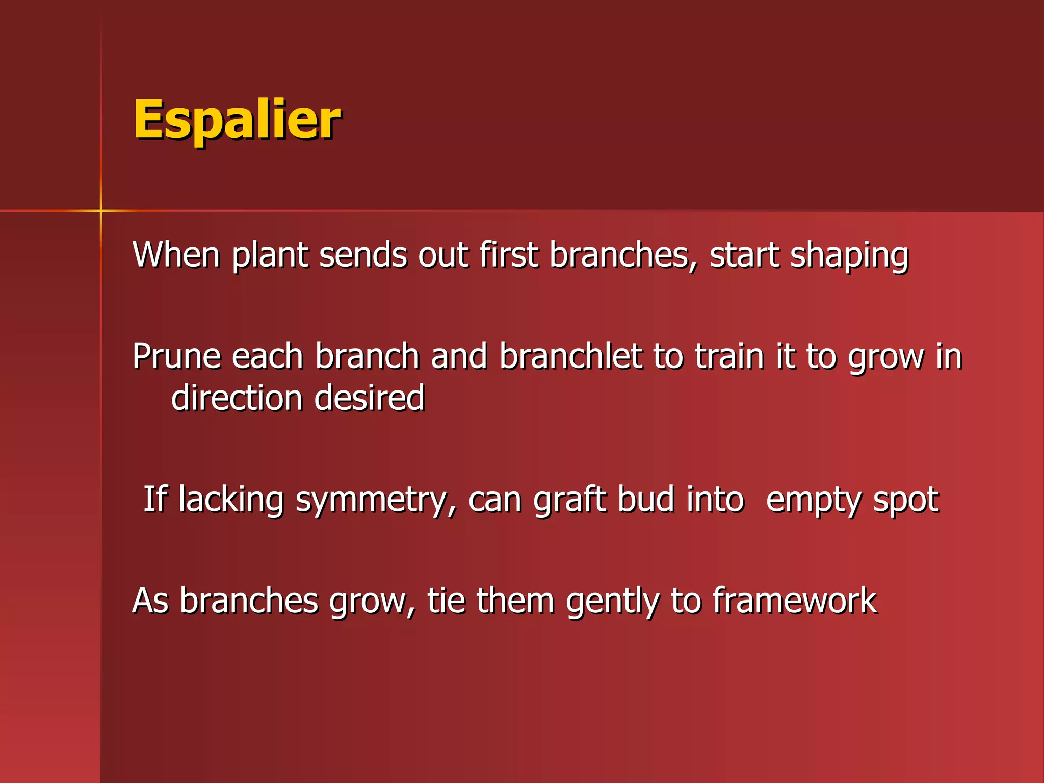 Espalier When plant sends out first branches, start shaping Prune each branch and branchlet to train it to grow in direction desired If lacking symmetry, can graft bud into  empty spot  As branches grow, tie them gently to framework 