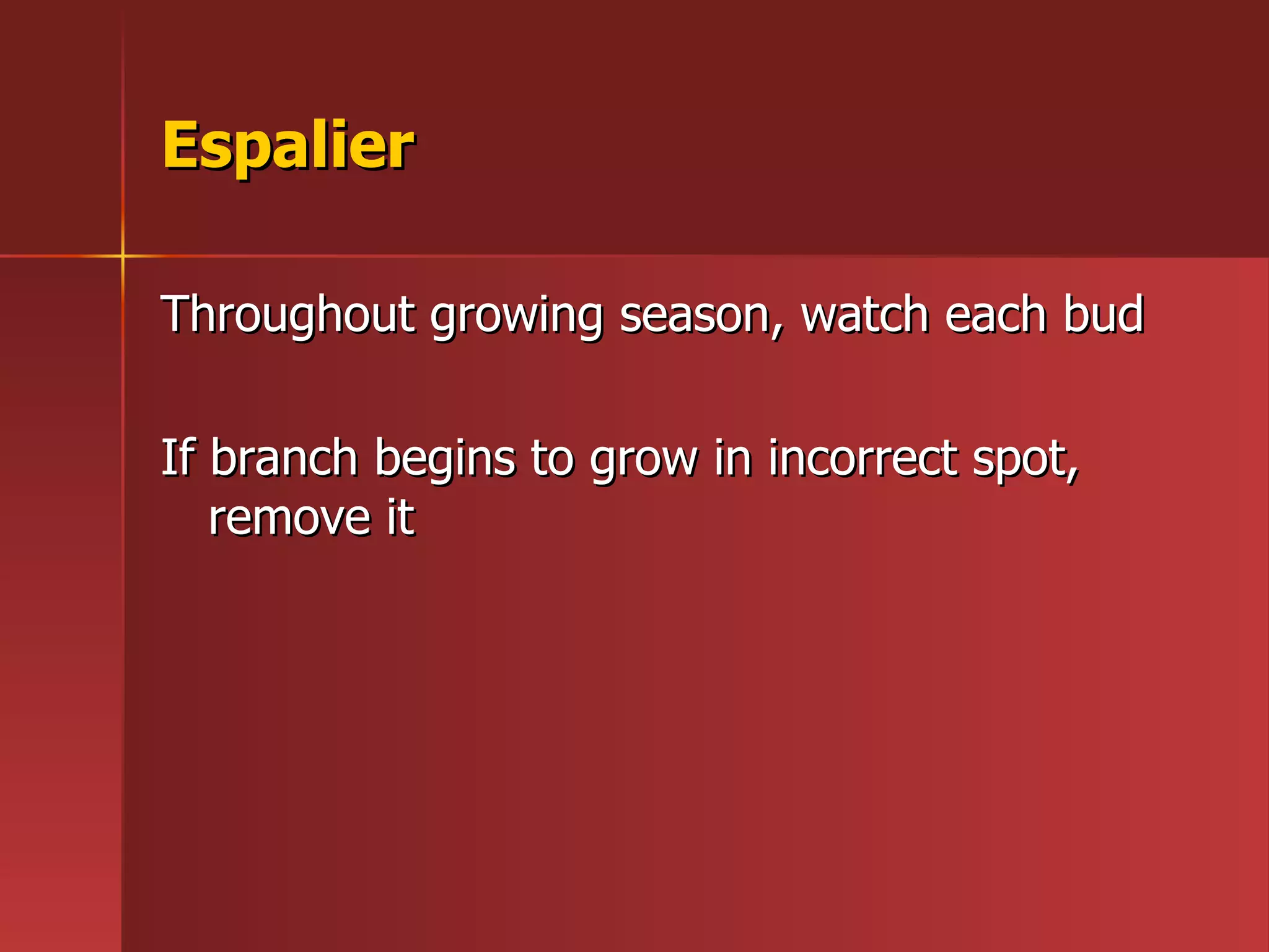 Espalier Throughout growing season, watch each bud If branch begins to grow in incorrect spot, remove it 