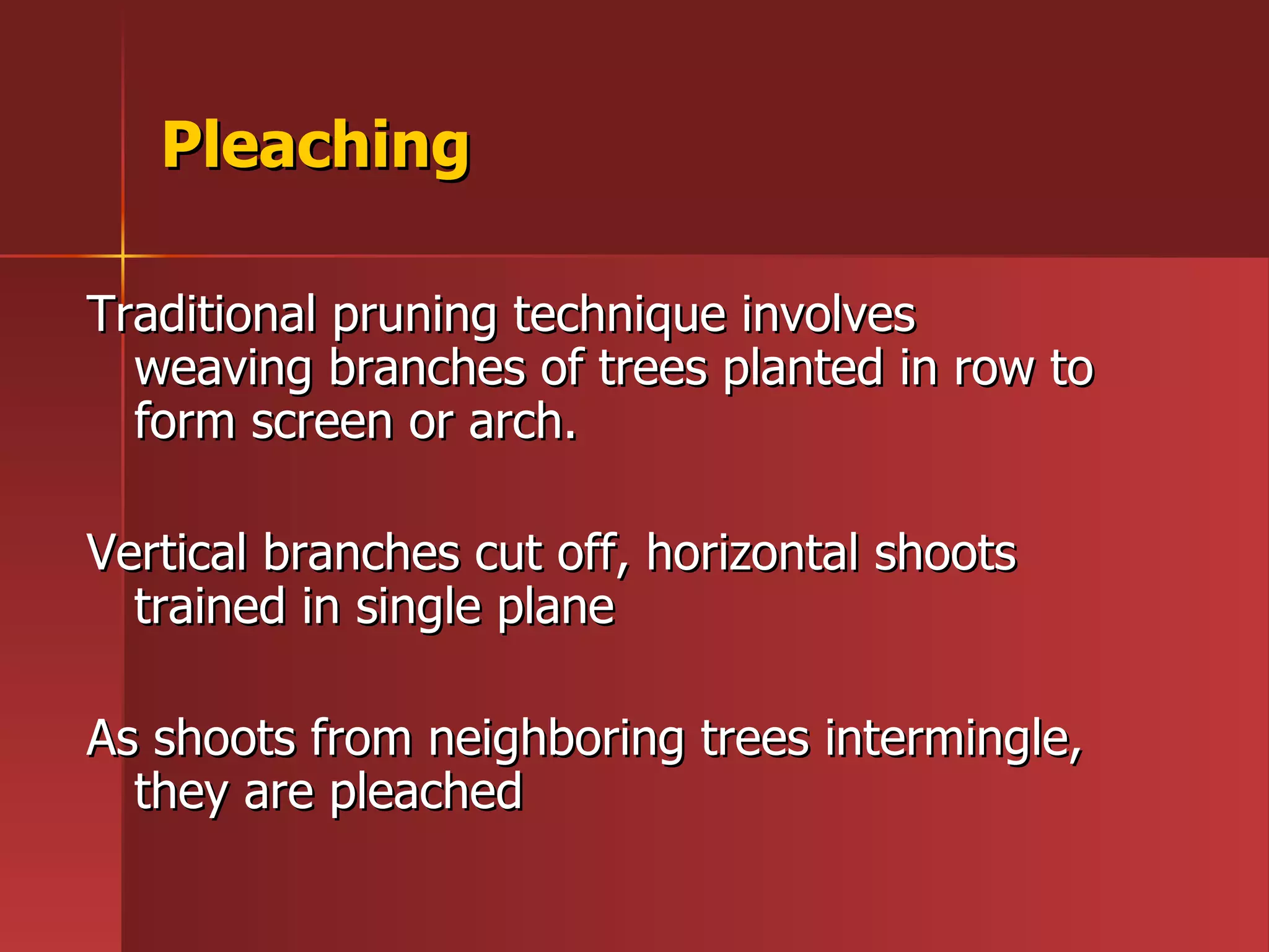 Pleaching Traditional pruning technique involves weaving branches of trees planted in row to form screen or arch.  Vertical branches cut off, horizontal shoots  trained in single plane As shoots from neighboring trees intermingle, they are pleached 