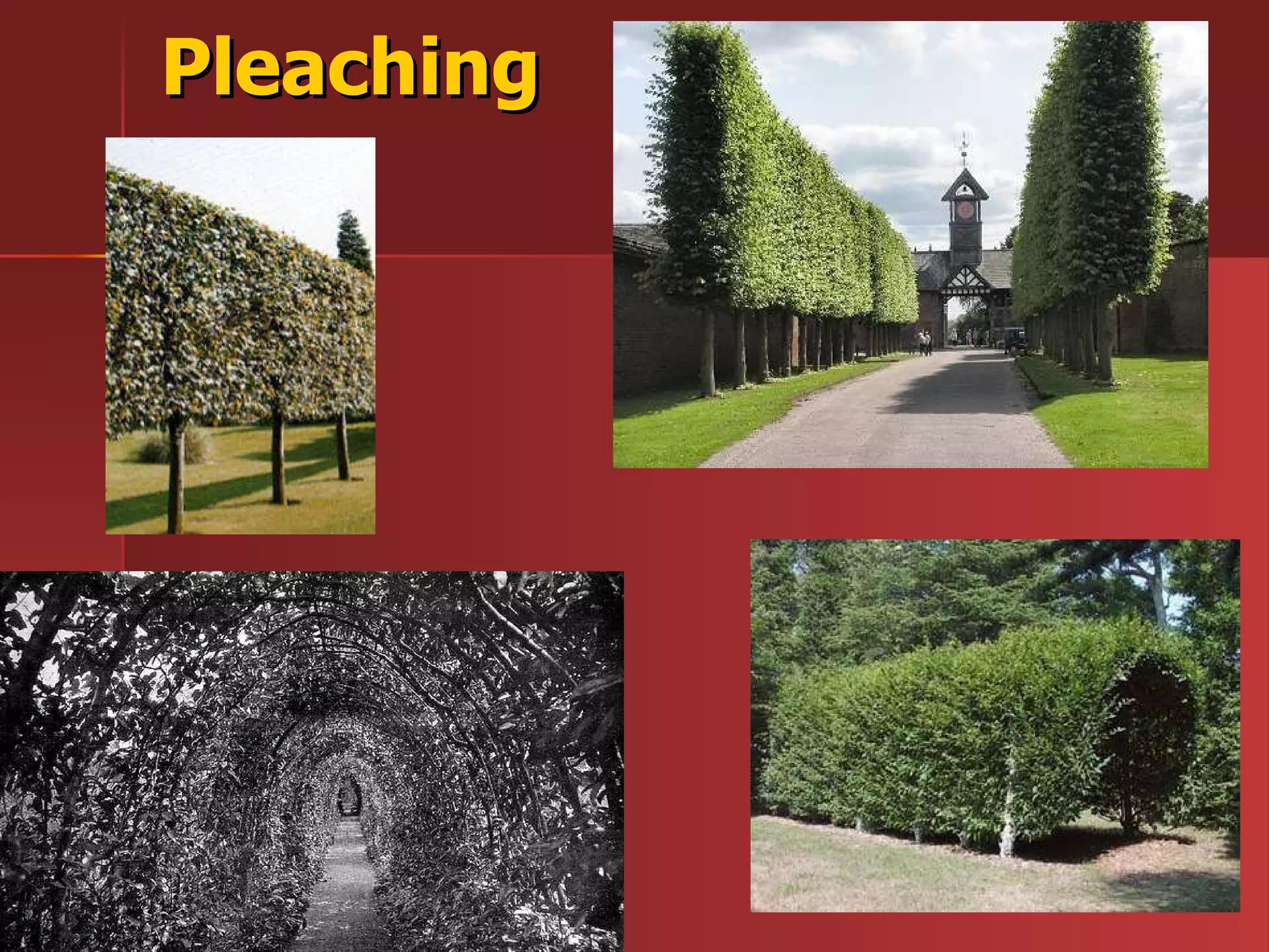 Pleaching 