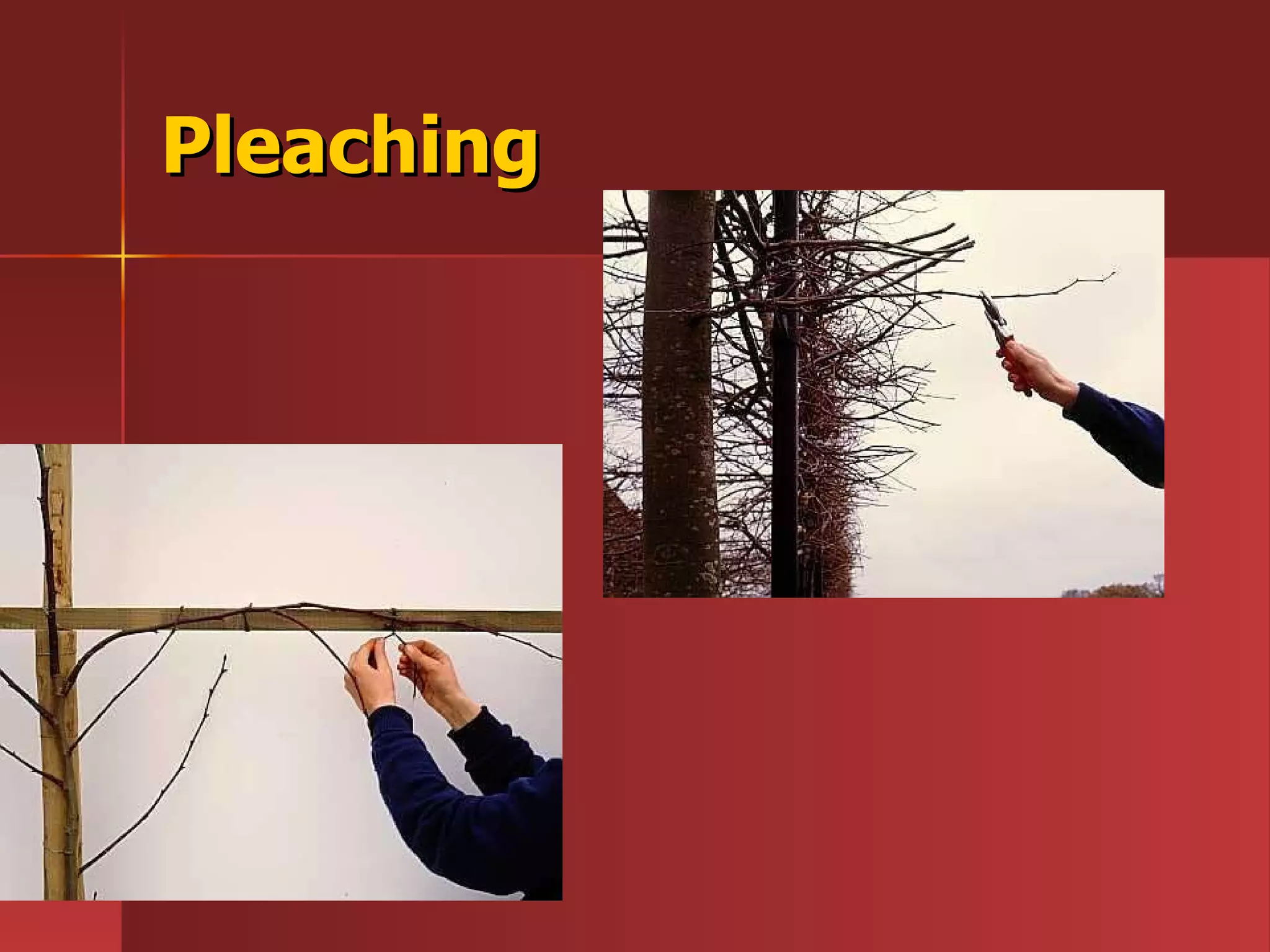 Pleaching 
