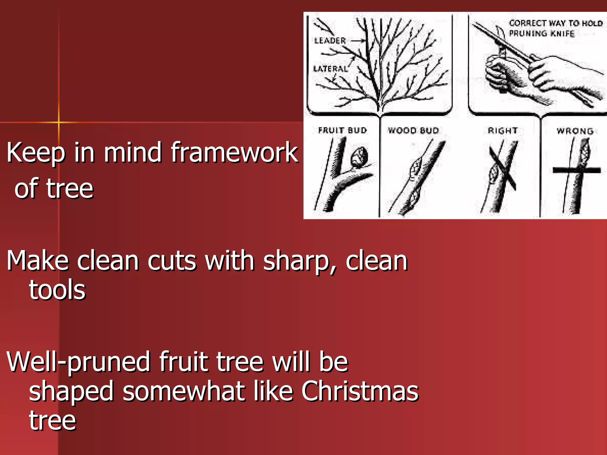 Keep in mind framework of tree  Make clean cuts with sharp, clean tools Well-pruned fruit tree will be shaped somewhat like Christmas tree 