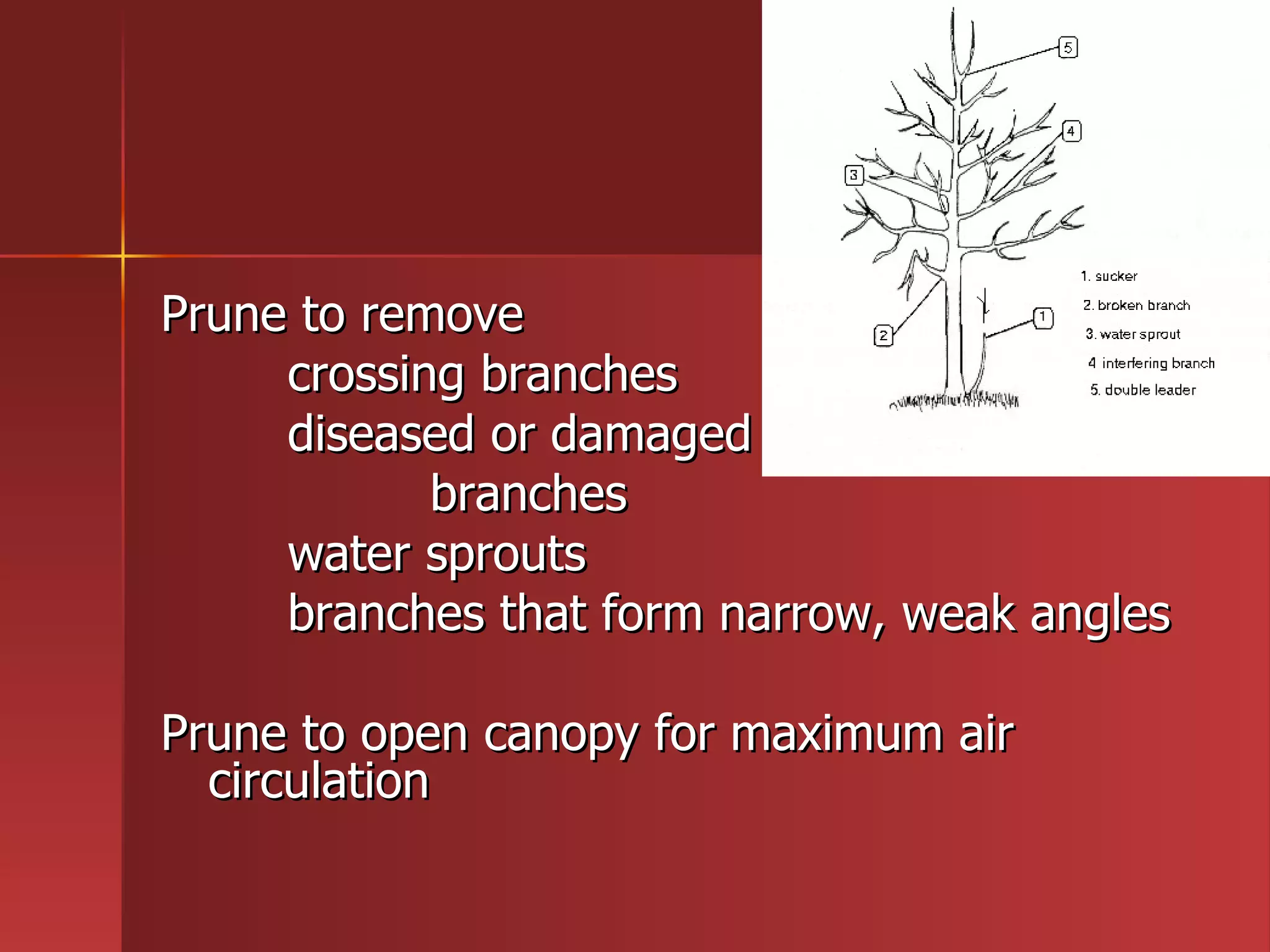 Prune to remove crossing branches diseased or damaged   branches water sprouts branches that form narrow, weak angles  Prune to open canopy for maximum air circulation 