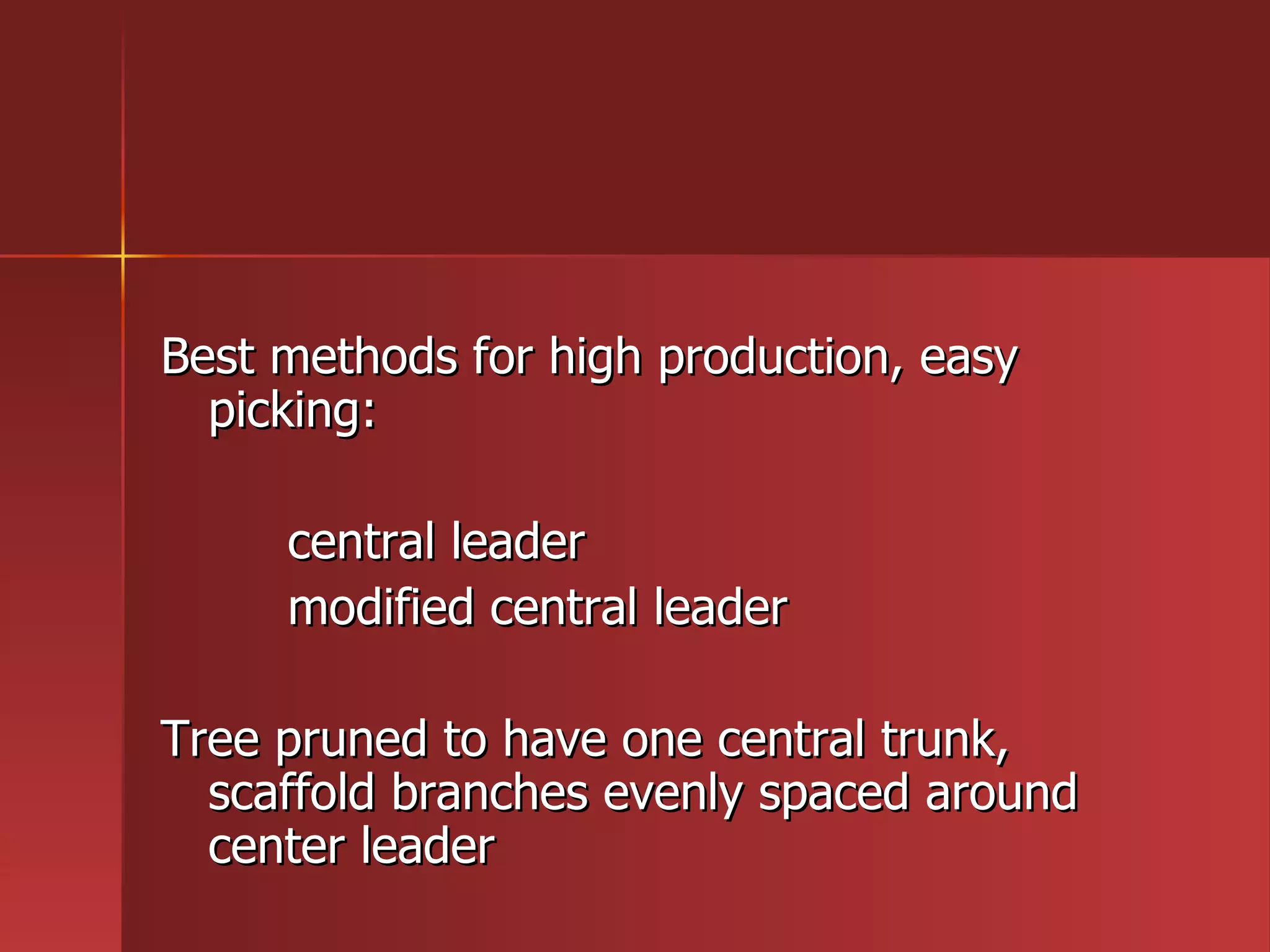 Best methods for high production, easy picking: central leader modified central leader  Tree pruned to have one central trunk,  scaffold branches evenly spaced around center leader 