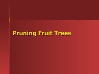 Pruning Fruit Trees 