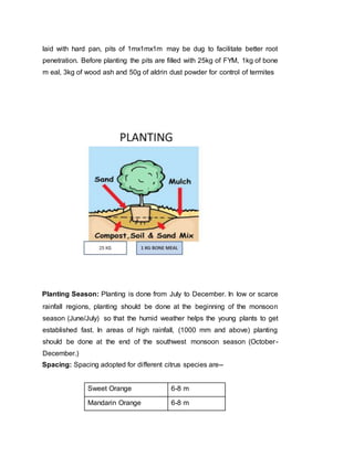 laid with hard pan, pits of 1mx1mx1m may be dug to facilitate better root
penetration. Before planting the pits are filled with 25kg of FYM, 1kg of bone
m eal, 3kg of wood ash and 50g of aldrin dust powder for control of termites
Planting Season: Planting is done from July to December. In low or scarce
rainfall regions, planting should be done at the beginning of the monsoon
season (June/July) so that the humid weather helps the young plants to get
established fast. In areas of high rainfall, (1000 mm and above) planting
should be done at the end of the southwest monsoon season (October-
December.)
Spacing: Spacing adopted for different citrus species are--
Sweet Orange 6-8 m
Mandarin Orange 6-8 m
 