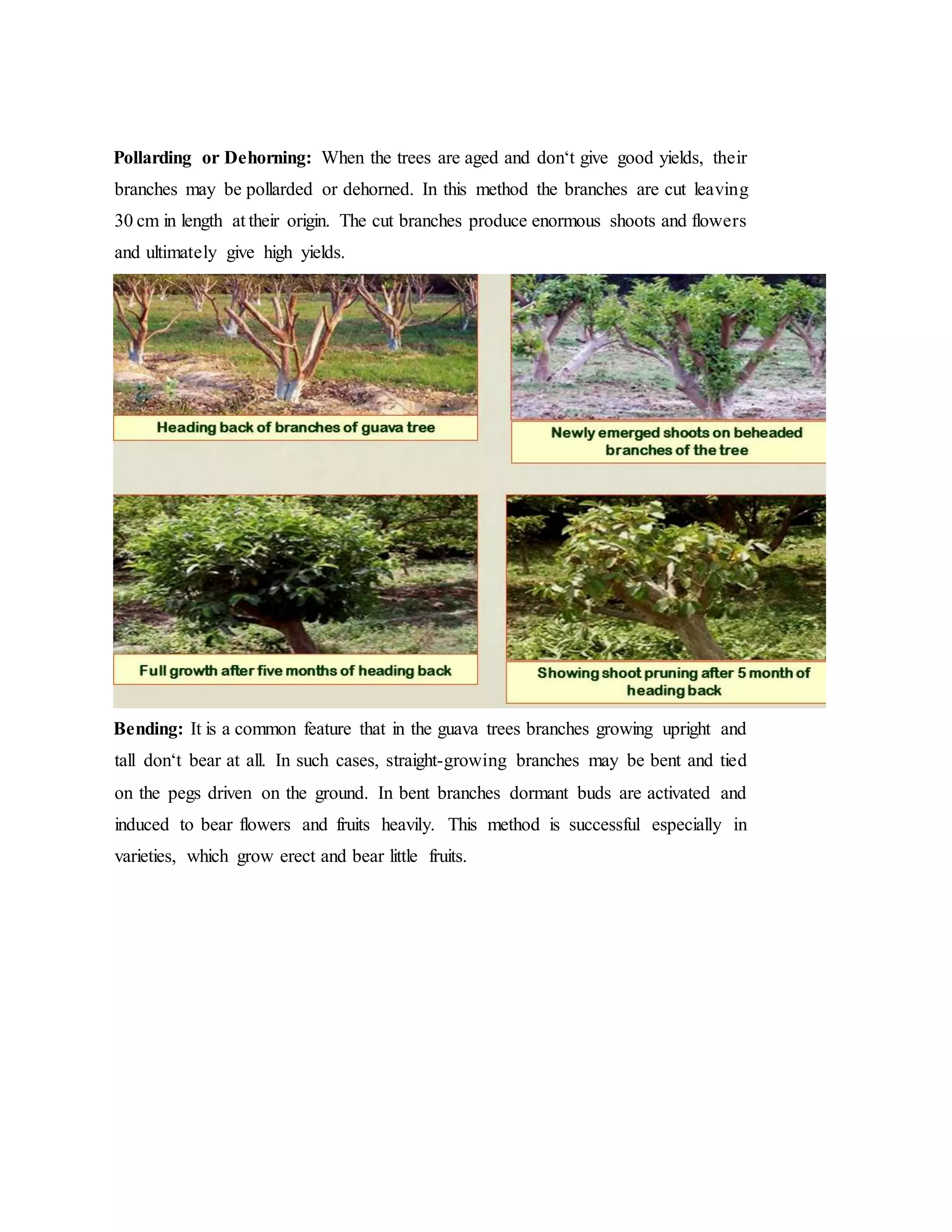 Pollarding or Dehorning: When the trees are aged and don‘t give good yields, their
branches may be pollarded or dehorned. In this method the branches are cut leaving
30 cm in length at their origin. The cut branches produce enormous shoots and flowers
and ultimately give high yields.
Bending: It is a common feature that in the guava trees branches growing upright and
tall don‘t bear at all. In such cases, straight-growing branches may be bent and tied
on the pegs driven on the ground. In bent branches dormant buds are activated and
induced to bear flowers and fruits heavily. This method is successful especially in
varieties, which grow erect and bear little fruits.
 