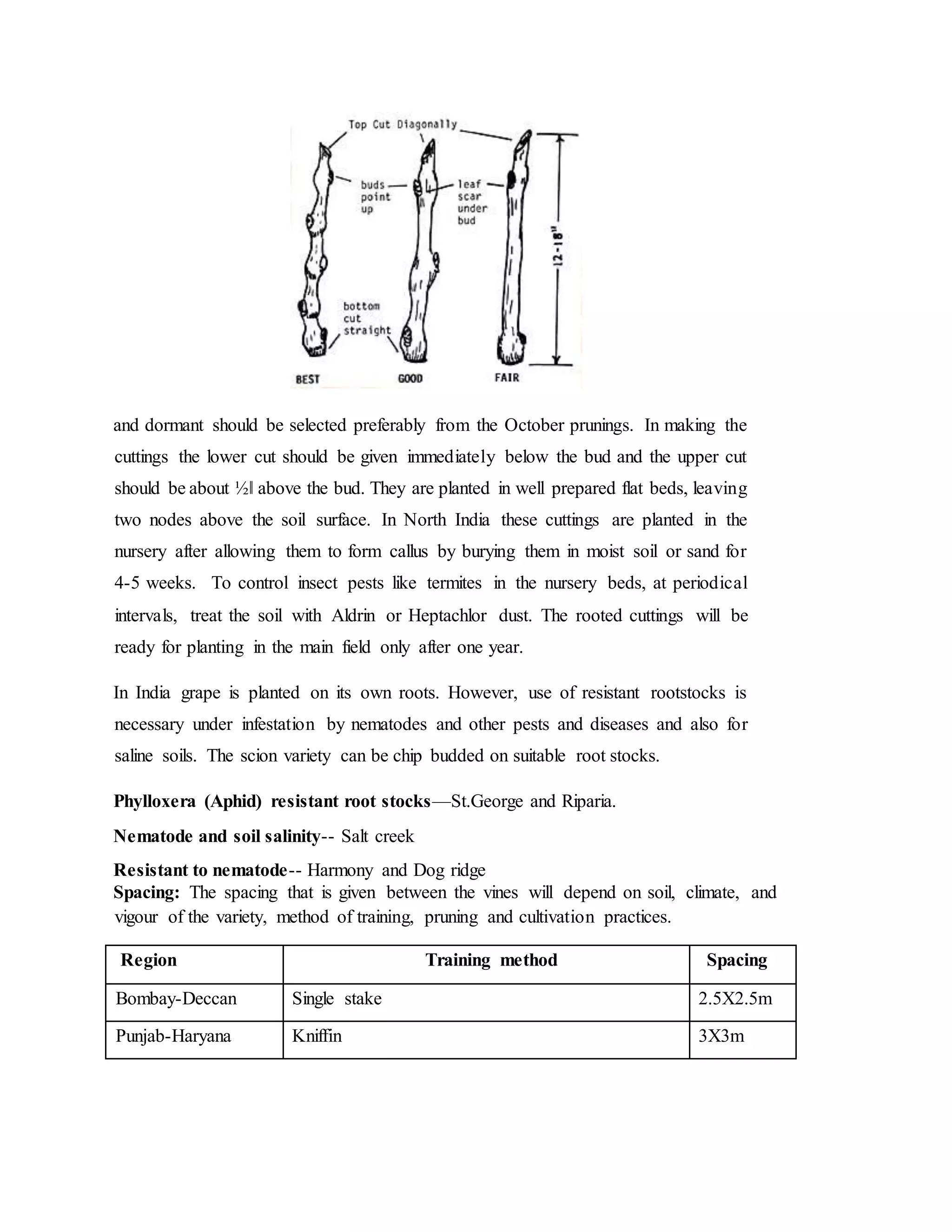 and dormant should be selected preferably from the October prunings. In making the
cuttings the lower cut should be given immediately below the bud and the upper cut
should be about ½‖ above the bud. They are planted in well prepared flat beds, leaving
two nodes above the soil surface. In North India these cuttings are planted in the
nursery after allowing them to form callus by burying them in moist soil or sand for
4-5 weeks. To control insect pests like termites in the nursery beds, at periodical
intervals, treat the soil with Aldrin or Heptachlor dust. The rooted cuttings will be
ready for planting in the main field only after one year.
In India grape is planted on its own roots. However, use of resistant rootstocks is
necessary under infestation by nematodes and other pests and diseases and also for
saline soils. The scion variety can be chip budded on suitable root stocks.
Phylloxera (Aphid) resistant root stocks—St.George and Riparia.
Nematode and soil salinity-- Salt creek
Resistant to nematode-- Harmony and Dog ridge
Spacing: The spacing that is given between the vines will depend on soil, climate, and
vigour of the variety, method of training, pruning and cultivation practices.
Region Training method Spacing
Bombay-Deccan Single stake 2.5X2.5m
Punjab-Haryana Kniffin 3X3m
 