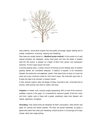 area uniformly, secure fruits of good size and quality, encourage regular bearing and to
provide convenience of pruning ,spraying and harvesting.
Pear trees are usually trained to ―Modified leader method‖. In this system 4 or 5 well
spaced primaries are developed during initial years and then the leader is headed
back.Ths first branch is allowed at a height of 60cm from ground and subsequent
branches 10-15cm apart around the trunk.
In pruning bearing trees, a certain amount of thinning out and heading back of outward
growing laterals are considered adequate. A balance is required to be maintained
between fruit production and vegetative growth. Pear bears fruits on spurs on 2 year old
wood and a spur continues to bear for more than 6 years. The limbs with spurs over 6-
8 years old need to be removed in phased manner.
In hills, dormant season, when the danger of heavy snow fall is over, is the best time of
pruning. Early pruning may result in severe cold injury.
Irrigation: In heavier soils, moisture supply representing 50% or more of the maximum
available moisture in the upper 1m is essential for maximum growth of the fruit, shoot
and trunk. Lighter soils or those with a gravel substratum need more frequent and
heavier application of irrigation.
Harvesting: Fully mature fruits are harvested for fresh consumption, while still firm and
green for canning and distant markets. The fruits are picked individually by giving a
gentle twist rather than direct pull. Harvesting should be done in 2-3 pickings at 3-4 days
interval rather than single picking.
 