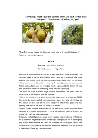 Yield: The average bearing life of the pear tree in India is 60 years.30-40tonnes of
fruits / ha / year can be expected.
PEACH
Botanical name: Prunus persica L.
Family: Rosaceae Origin: China
Peach is an important stone fruit grown in warm temperate zones of the world. The
attractive colour of the fruit with excellent quality, taste and rich nutritive value make
peach a most popular fruit in the world. Among temperate fruits, peach has the lowest
chilling requirement and is earliest in flowering. Processed peaches like canned, dried,
frozen, preserved jam, juice and beverages are also popular products. Nutrient rich baby
food can also be processed by blending peach pulp with sugar syrup.
The peach fruit is rich in proteins, sugar, minerals and vitamins. The peach kernel is a
good source of fats, proteins, fibre and minerals.
China is the original home of peach and recorded to be grown as far back as 2000BC
from china, the peach reached the mediterranean region very early in the history and
then spread to other parts of the world. Introduction of cultivated peach into India
probably took place in the latter half of the 19 th century.
Smooth skinned mutants allied to peaches (P.persica) are called nectarines and is
classified as P.persica var.nucipersica . It is a non-pubescent peach (Fuzzless) with
smaller, size fruits are called nectarines.
Botanically the fruit of peach is a drupe. Its two types are worth mentioning –in first group
the pulp remains clinged to stone and called clinged stone peaches and in second group
pulp remains free from stone and called free stone peaches. In the genus persica there
is one species ―Nucipersica‖ whose outer appearance resembles plum but fro inside
it is like peacxh.These are called nectarines.
 