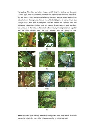Harvesting: If the fruits are left on the plant unduly long they split up and damaged.
Custard apple fruits are climacteric; therefore they are harvested when they are mature,
firm and plumpy. Fruits are harvested when the segments become conspicuous and the
colour between the segments changes from white to light yellow or orange. Fruits also
changes colour from green to light green. The skin between the segments turns into
light yellow colour when the fruits have fully matured. It ripens within a week after fruits
are harvested. If the fruits are harvested before maturity the segments held together
and the fruits become hard, the pulp ferments and the quality is poor.
Yield: In custard apple seedling plants start fruiting in 4-5 years while grafted or budded
plants give fruits in 3-4 years. After 15 years reduction in fruiting has been
 