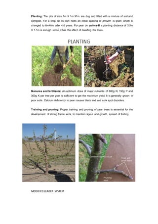 Planting: The pits of size 1m X 1m X1m are dug and filled with a mixture of soil and
compost. For a crop on its own roots an initial spacing of 3mX2m is given which is
changed to 6mX4m after 4-5 years. For pear on quince-D a planting distance of 3.5m
X 1.1m is enough since, it has the effect of dwarfing the trees.
Manures and fertilizers: An optimum dose of major nutrients of 600g N, 150g P and
300g K per tree per year is sufficient to get the maximum yield. It is generally grown in
poor soils. Calcium deficiency in pear causes black end and cork spot disorders.
Training and pruning: Proper training and pruning of pear trees is essential for the
development of strong frame work, to maintain vigour and growth, spread of fruiting
MODIFIED LEADER SYSTEM
 