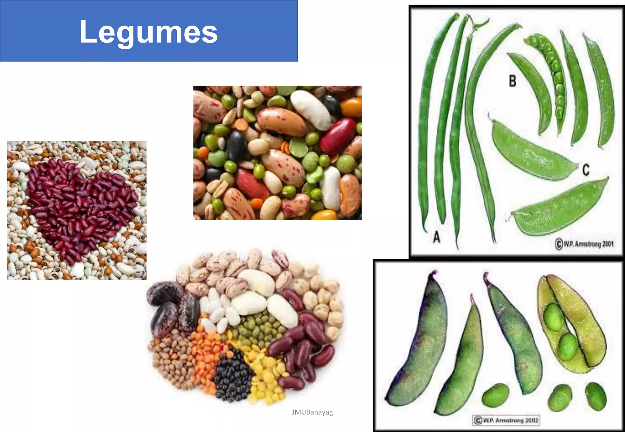 Fruits and Plantation Crops with Horticultural Classification | PDF