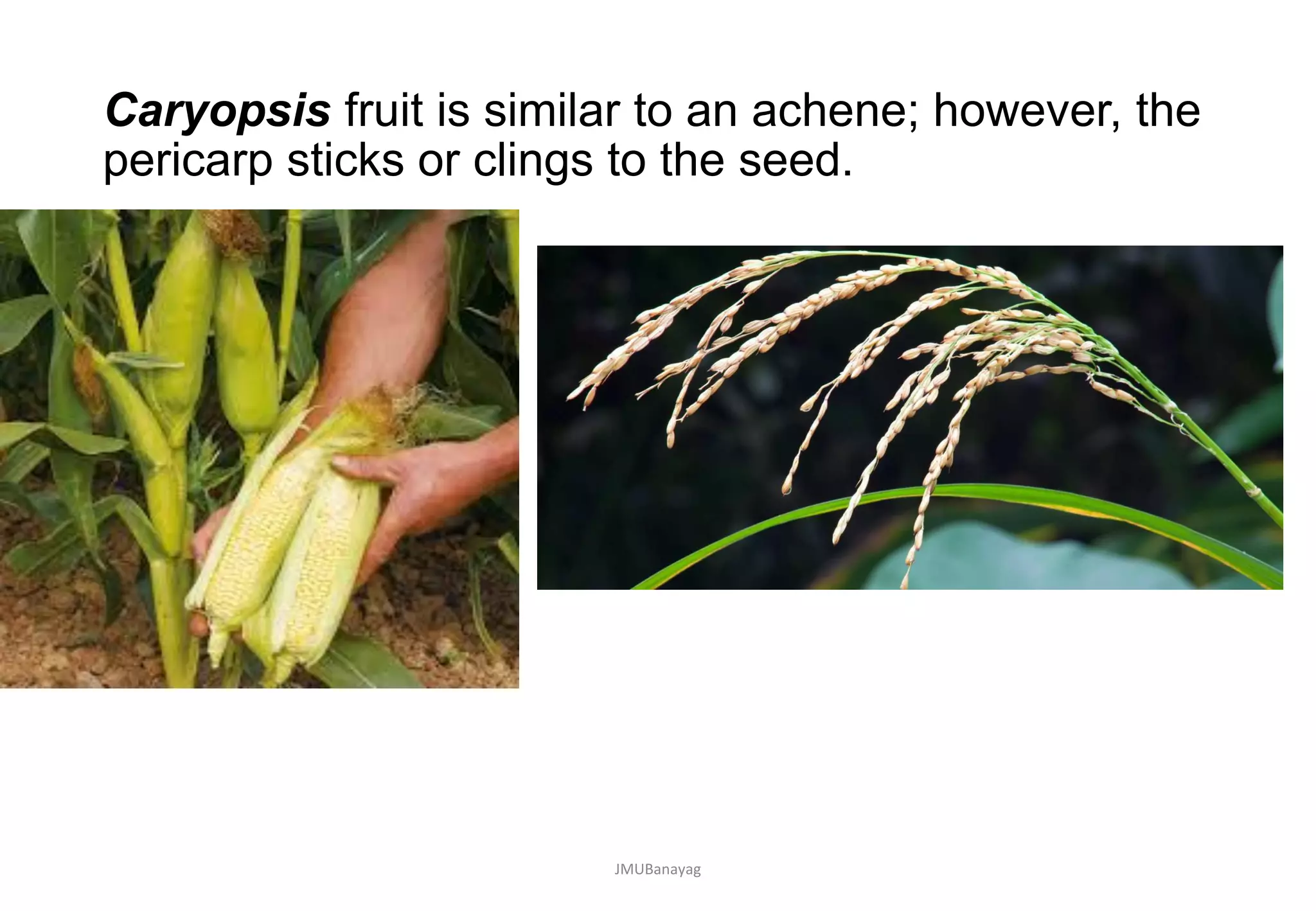 Fruits and Plantation Crops with Horticultural Classification | PDF