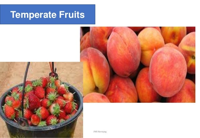Fruits And Plantation Crops With Horticultural Classification