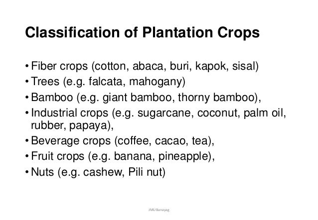 Plantation Crops List: Alphabetical List Of Crops – OQWCDG