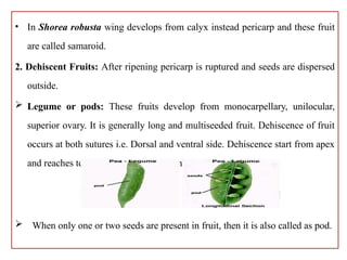 Samaroid morphology of Fruits and Seed used as lecture note | PPTX