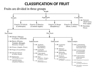 morphology of Fruits and Seed used as lecture note | PPTX
