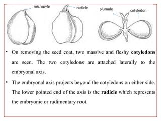 morphology of Fruits and Seed used as lecture note | PPTX