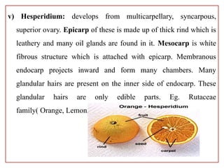 morphology of Fruits and Seed used as lecture note | PPTX