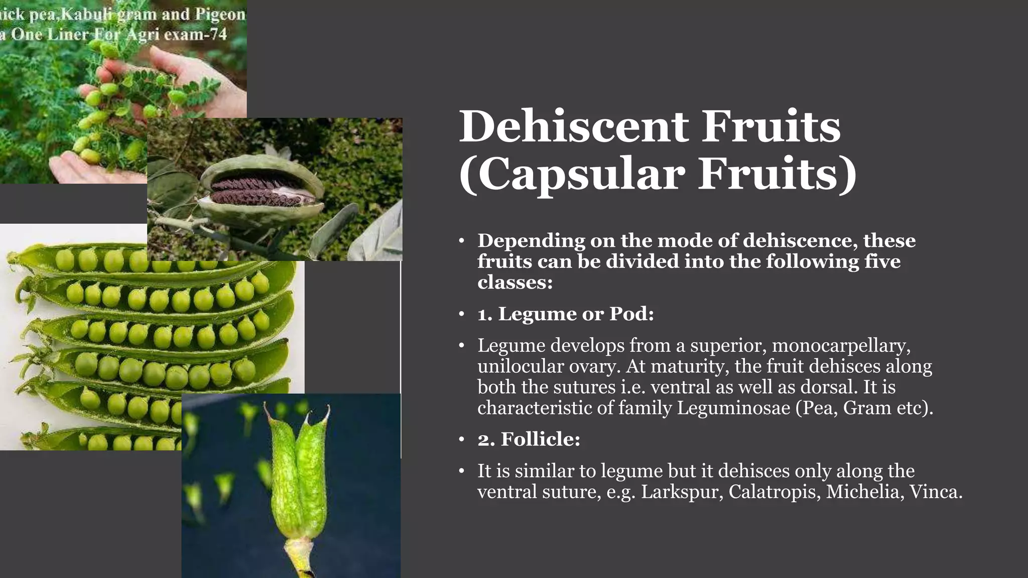 Dehiscent Fruits
(Capsular Fruits)
• Depending on the mode of dehiscence, these
fruits can be divided into the following five
classes:
• 1. Legume or Pod:
• Legume develops from a superior, monocarpellary,
unilocular ovary. At maturity, the fruit dehisces along
both the sutures i.e. ventral as well as dorsal. It is
characteristic of family Leguminosae (Pea, Gram etc).
• 2. Follicle:
• It is similar to legume but it dehisces only along the
ventral suture, e.g. Larkspur, Calatropis, Michelia, Vinca.
 