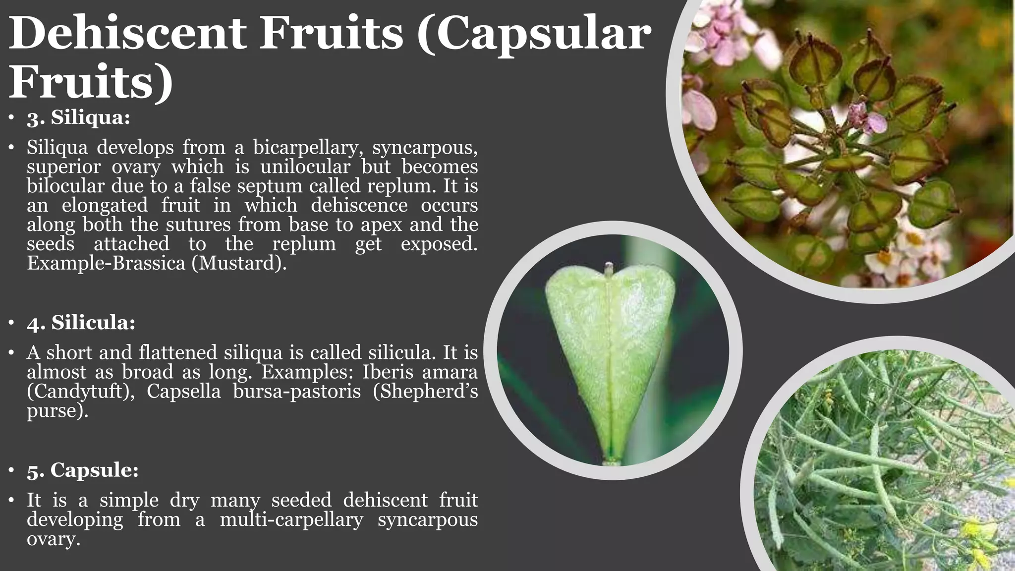 Dehiscent Fruits (Capsular
Fruits)
• 3. Siliqua:
• Siliqua develops from a bicarpellary, syncarpous,
superior ovary which is unilocular but becomes
bilocular due to a false septum called replum. It is
an elongated fruit in which dehiscence occurs
along both the sutures from base to apex and the
seeds attached to the replum get exposed.
Example-Brassica (Mustard).
• 4. Silicula:
• A short and flattened siliqua is called silicula. It is
almost as broad as long. Examples: Iberis amara
(Candytuft), Capsella bursa-pastoris (Shepherd’s
purse).
• 5. Capsule:
• It is a simple dry many seeded dehiscent fruit
developing from a multi-carpellary syncarpous
ovary.
 