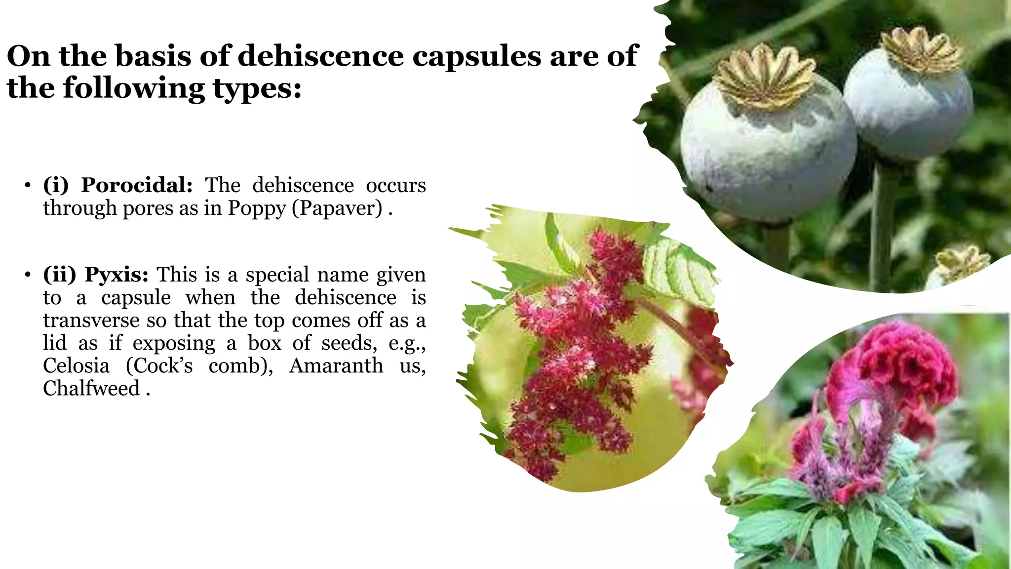 On the basis of dehiscence capsules are of
the following types:
• (i) Porocidal: The dehiscence occurs
through pores as in Poppy (Papaver) .
• (ii) Pyxis: This is a special name given
to a capsule when the dehiscence is
transverse so that the top comes off as a
lid as if exposing a box of seeds, e.g.,
Celosia (Cock’s comb), Amaranth us,
Chalfweed .
 
