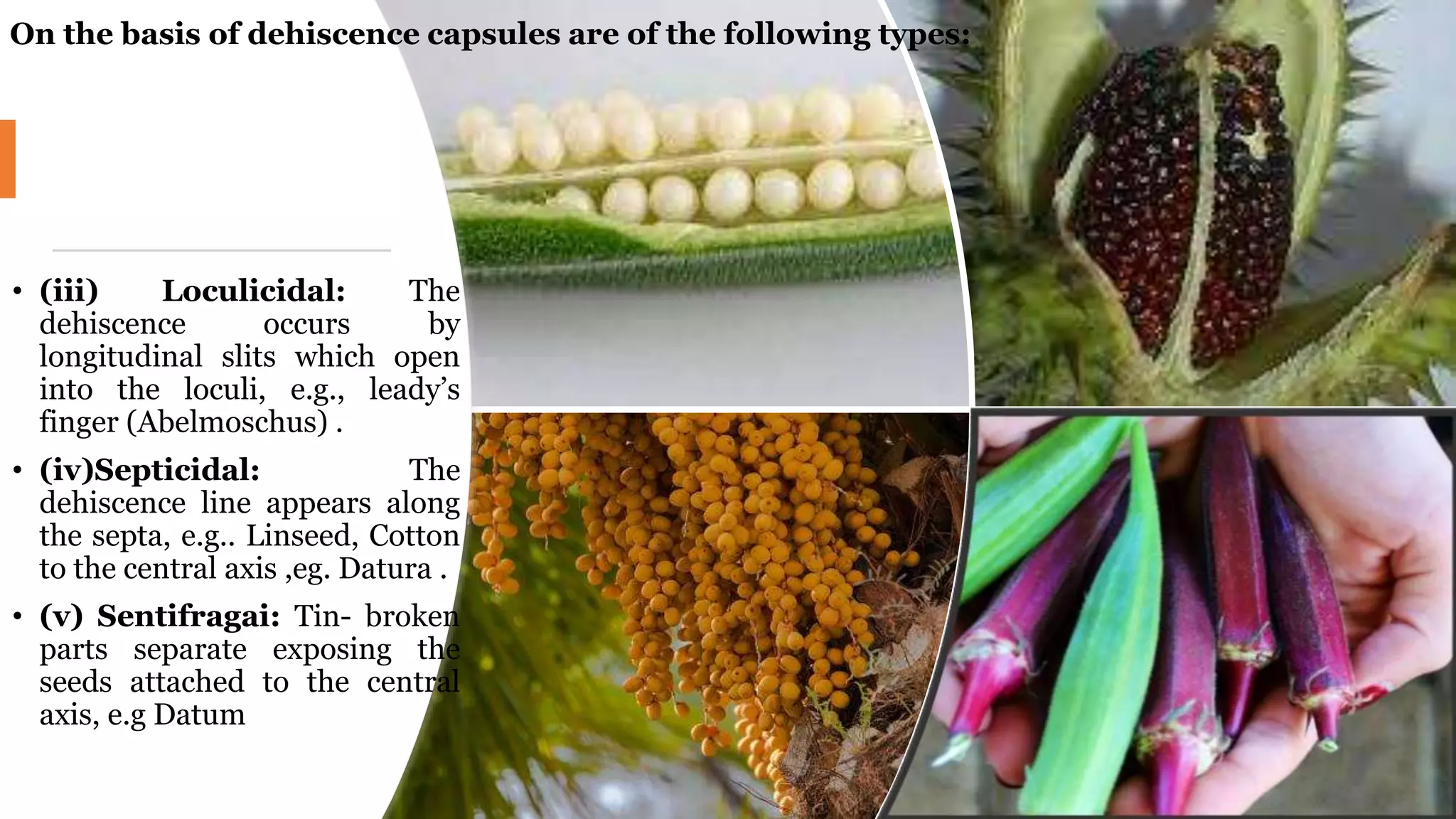 • (iii) Loculicidal: The
dehiscence occurs by
longitudinal slits which open
into the loculi, e.g., leady’s
finger (Abelmoschus) .
• (iv)Septicidal: The
dehiscence line appears along
the septa, e.g.. Linseed, Cotton
to the central axis ,eg. Datura .
• (v) Sentifragai: Tin- broken
parts separate exposing the
seeds attached to the central
axis, e.g Datum
On the basis of dehiscence capsules are of the following types:
 