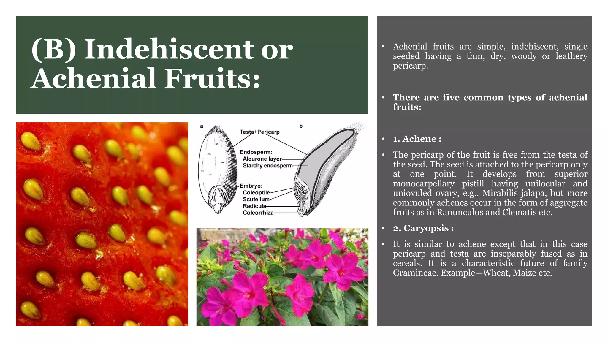 (B) Indehiscent or
Achenial Fruits:
• Achenial fruits are simple, indehiscent, single
seeded having a thin, dry, woody or leathery
pericarp.
• There are five common types of achenial
fruits:
• 1. Achene :
• The pericarp of the fruit is free from the testa of
the seed. The seed is attached to the pericarp only
at one point. It develops from superior
monocarpellary pistill having unilocular and
uniovuled ovary, e.g., Mirabilis jalapa, but more
commonly achenes occur in the form of aggregate
fruits as in Ranunculus and Clematis etc.
• 2. Caryopsis :
• It is similar to achene except that in this case
pericarp and testa are inseparably fused as in
cereals. It is a characteristic future of family
Gramineae. Example—Wheat, Maize etc.
 