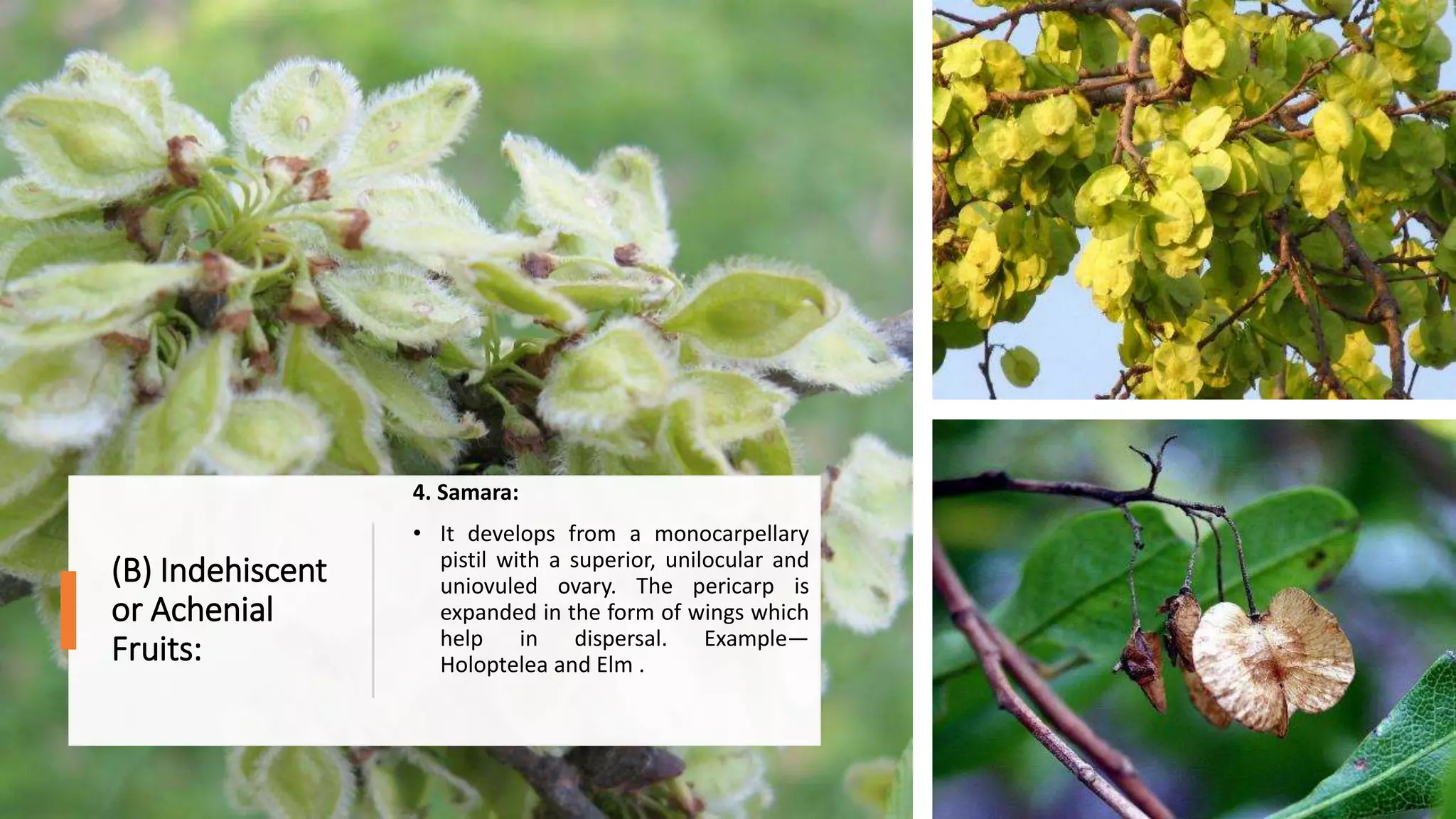 (B) Indehiscent
or Achenial
Fruits:
4. Samara:
• It develops from a monocarpellary
pistil with a superior, unilocular and
uniovuled ovary. The pericarp is
expanded in the form of wings which
help in dispersal. Example—
Holoptelea and Elm .
 