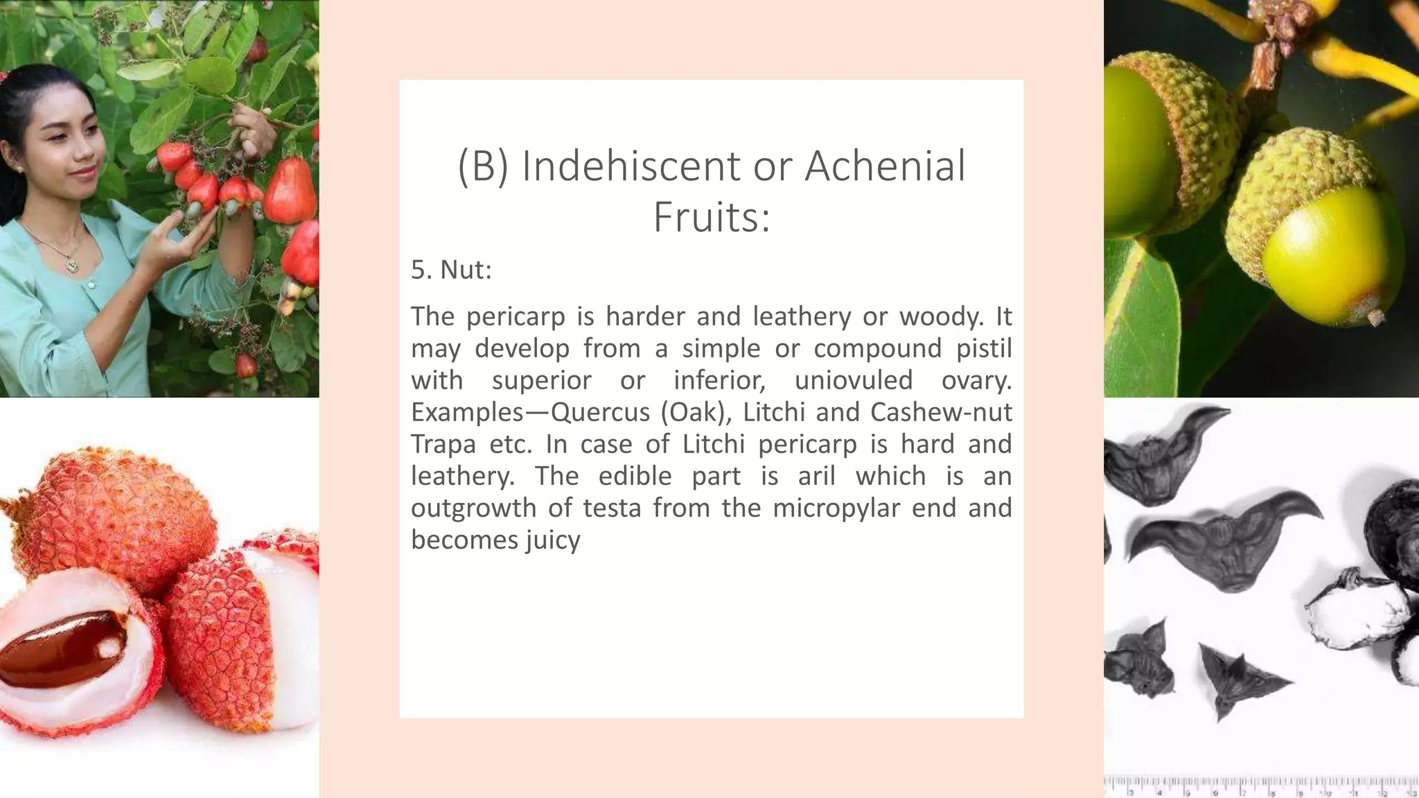 (B) Indehiscent or Achenial
Fruits:
5. Nut:
The pericarp is harder and leathery or woody. It
may develop from a simple or compound pistil
with superior or inferior, uniovuled ovary.
Examples—Quercus (Oak), Litchi and Cashew-nut
Trapa etc. In case of Litchi pericarp is hard and
leathery. The edible part is aril which is an
outgrowth of testa from the micropylar end and
becomes juicy
 