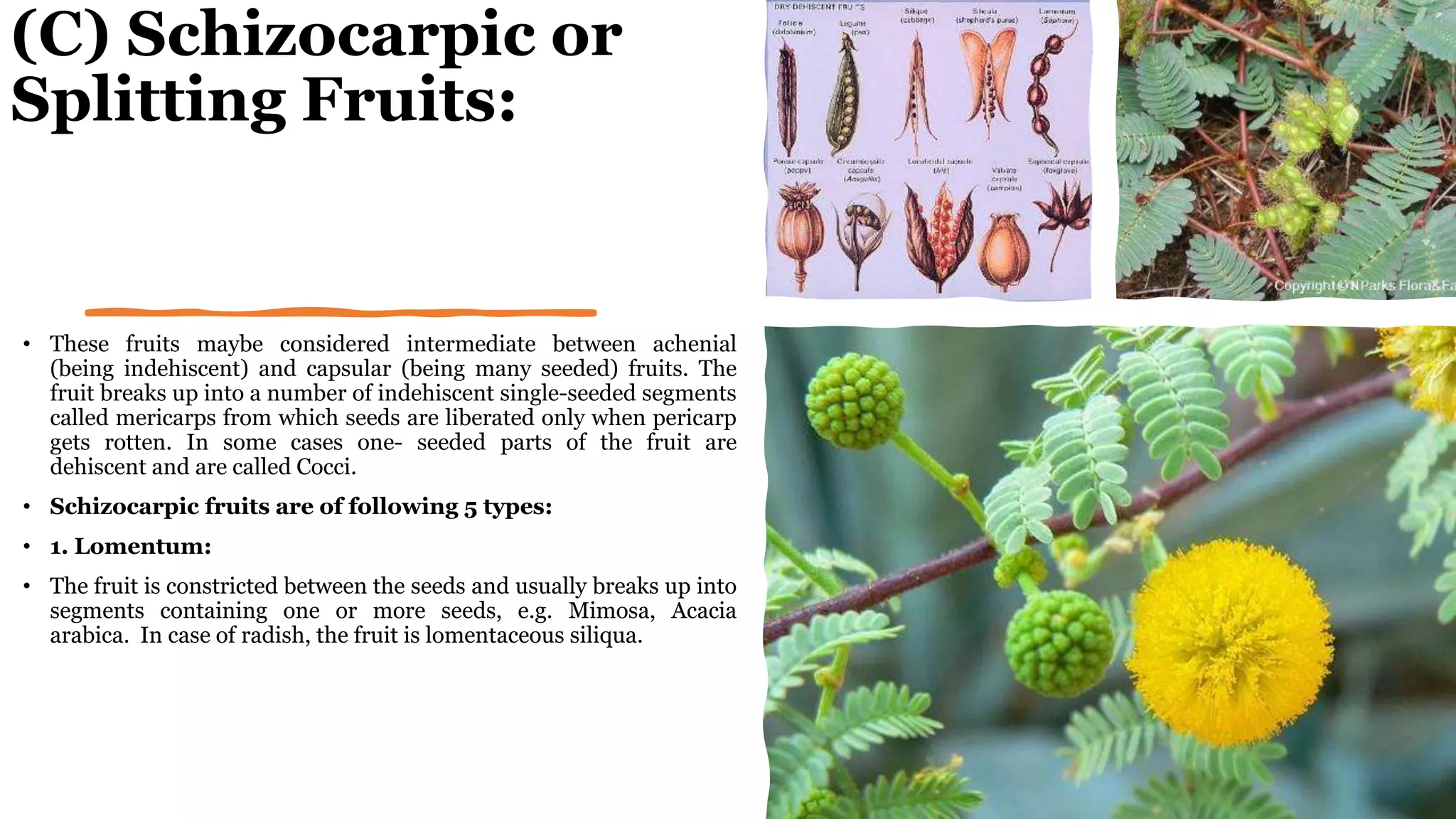 (C) Schizocarpic or
Splitting Fruits:
• These fruits maybe considered intermediate between achenial
(being indehiscent) and capsular (being many seeded) fruits. The
fruit breaks up into a number of indehiscent single-seeded segments
called mericarps from which seeds are liberated only when pericarp
gets rotten. In some cases one- seeded parts of the fruit are
dehiscent and are called Cocci.
• Schizocarpic fruits are of following 5 types:
• 1. Lomentum:
• The fruit is constricted between the seeds and usually breaks up into
segments containing one or more seeds, e.g. Mimosa, Acacia
arabica. In case of radish, the fruit is lomentaceous siliqua.
 