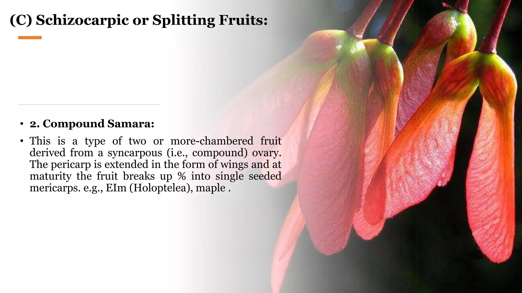 (C) Schizocarpic or Splitting Fruits:
• 2. Compound Samara:
• This is a type of two or more-chambered fruit
derived from a syncarpous (i.e., compound) ovary.
The pericarp is extended in the form of wings and at
maturity the fruit breaks up % into single seeded
mericarps. e.g., EIm (Holoptelea), maple .
 