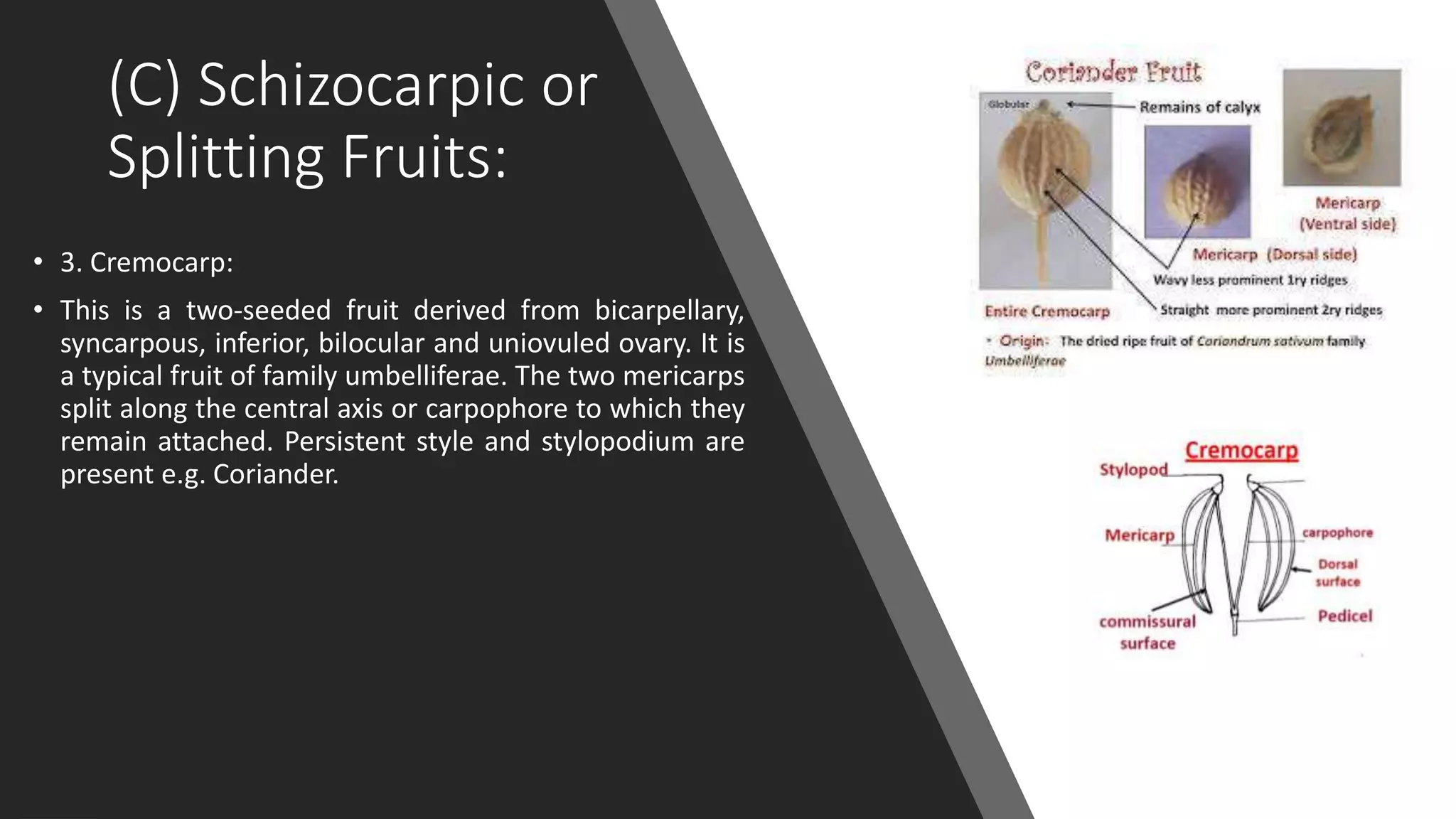 (C) Schizocarpic or
Splitting Fruits:
• 3. Cremocarp:
• This is a two-seeded fruit derived from bicarpellary,
syncarpous, inferior, bilocular and uniovuled ovary. It is
a typical fruit of family umbelliferae. The two mericarps
split along the central axis or carpophore to which they
remain attached. Persistent style and stylopodium are
present e.g. Coriander.
 