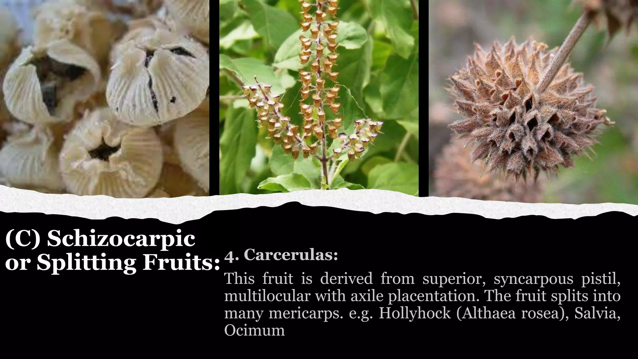 (C) Schizocarpic
or Splitting Fruits:
 