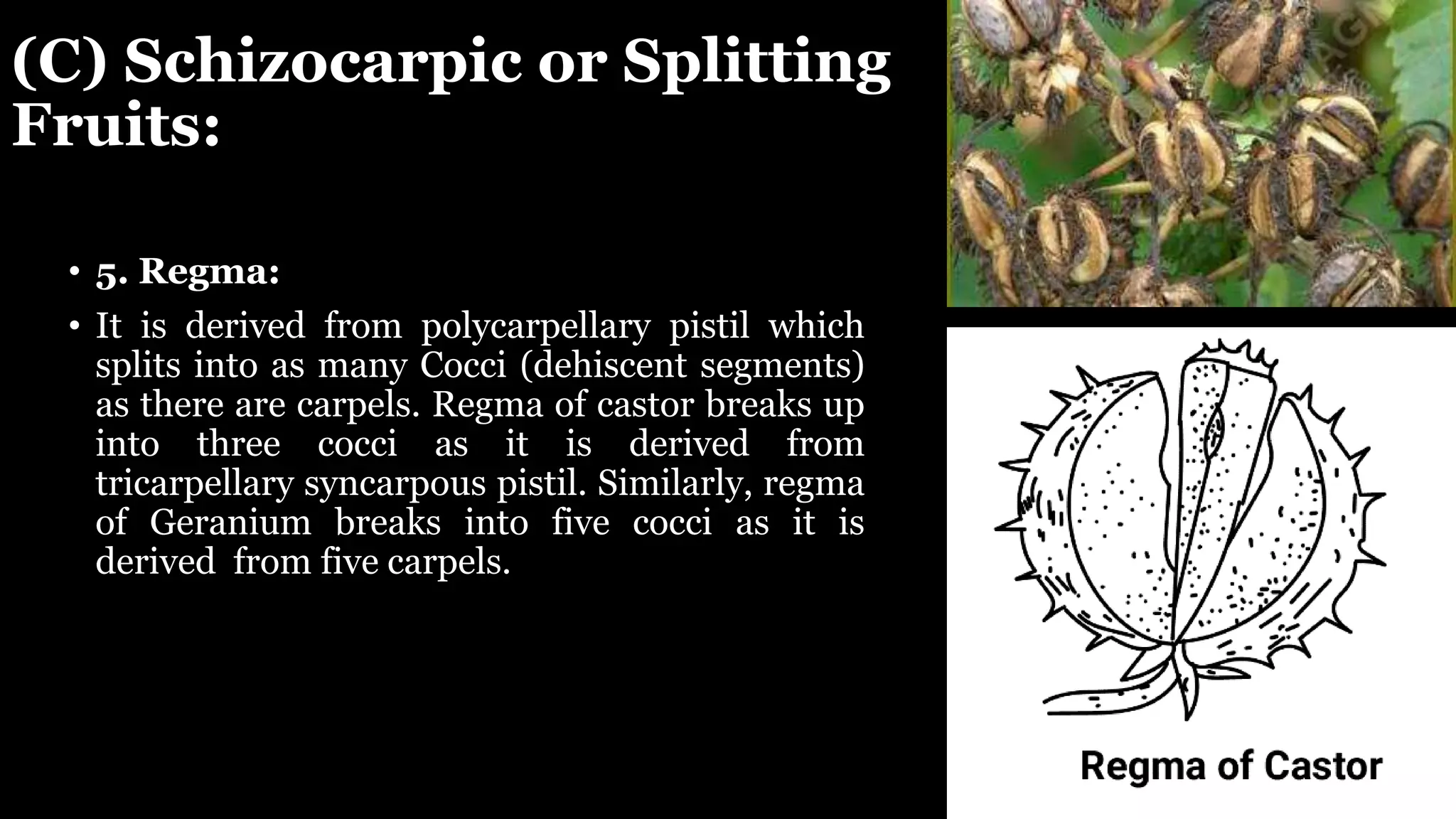 (C) Schizocarpic or Splitting
Fruits:
• 5. Regma:
• It is derived from polycarpellary pistil which
splits into as many Cocci (dehiscent segments)
as there are carpels. Regma of castor breaks up
into three cocci as it is derived from
tricarpellary syncarpous pistil. Similarly, regma
of Geranium breaks into five cocci as it is
derived from five carpels.
 