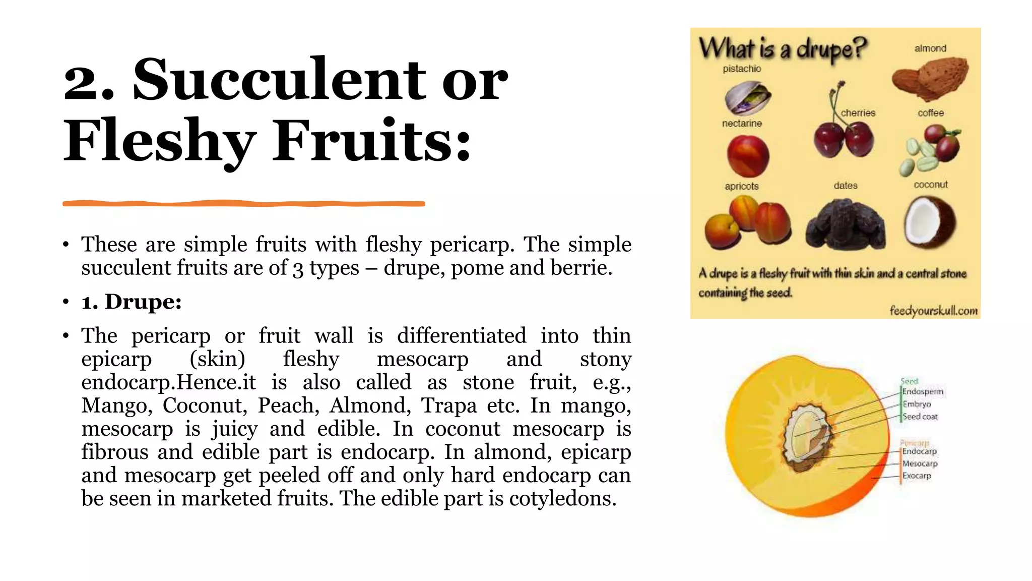 2. Succulent or
Fleshy Fruits:
• These are simple fruits with fleshy pericarp. The simple
succulent fruits are of 3 types – drupe, pome and berrie.
• 1. Drupe:
• The pericarp or fruit wall is differentiated into thin
epicarp (skin) fleshy mesocarp and stony
endocarp.Hence.it is also called as stone fruit, e.g.,
Mango, Coconut, Peach, Almond, Trapa etc. In mango,
mesocarp is juicy and edible. In coconut mesocarp is
fibrous and edible part is endocarp. In almond, epicarp
and mesocarp get peeled off and only hard endocarp can
be seen in marketed fruits. The edible part is cotyledons.
 