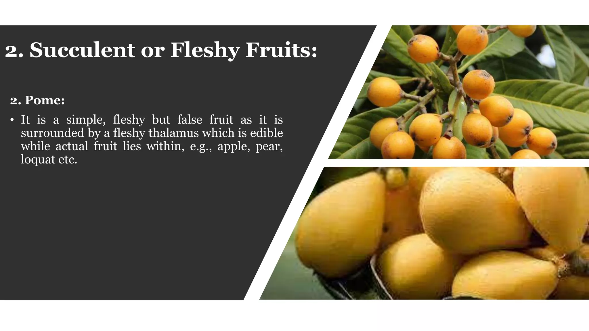 2. Succulent or Fleshy Fruits:
2. Pome:
• It is a simple, fleshy but false fruit as it is
surrounded by a fleshy thalamus which is edible
while actual fruit lies within, e.g., apple, pear,
loquat etc.
 