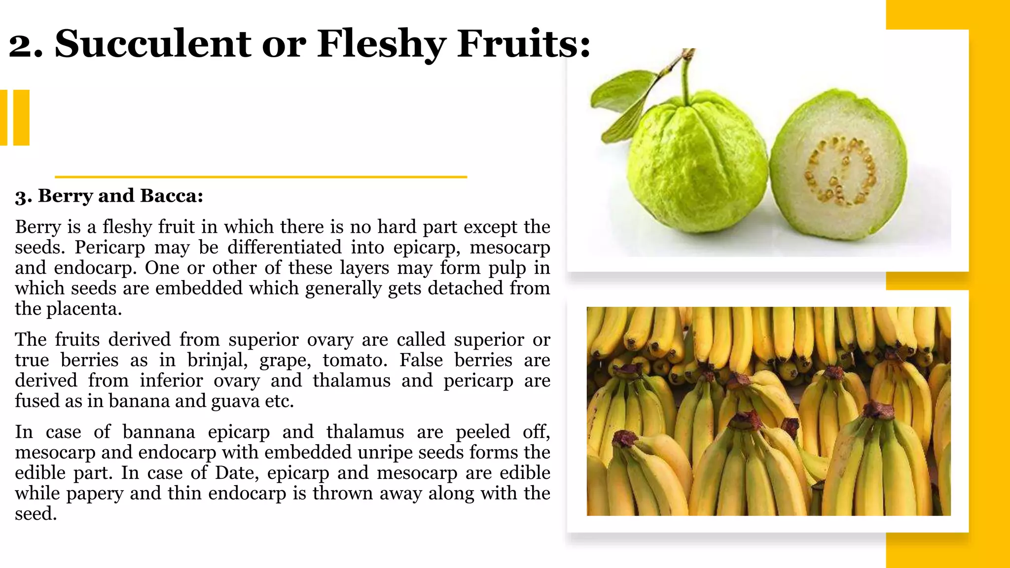3. Berry and Bacca:
Berry is a fleshy fruit in which there is no hard part except the
seeds. Pericarp may be differentiated into epicarp, mesocarp
and endocarp. One or other of these layers may form pulp in
which seeds are embedded which generally gets detached from
the placenta.
The fruits derived from superior ovary are called superior or
true berries as in brinjal, grape, tomato. False berries are
derived from inferior ovary and thalamus and pericarp are
fused as in banana and guava etc.
In case of bannana epicarp and thalamus are peeled off,
mesocarp and endocarp with embedded unripe seeds forms the
edible part. In case of Date, epicarp and mesocarp are edible
while papery and thin endocarp is thrown away along with the
seed.
2. Succulent or Fleshy Fruits:
 