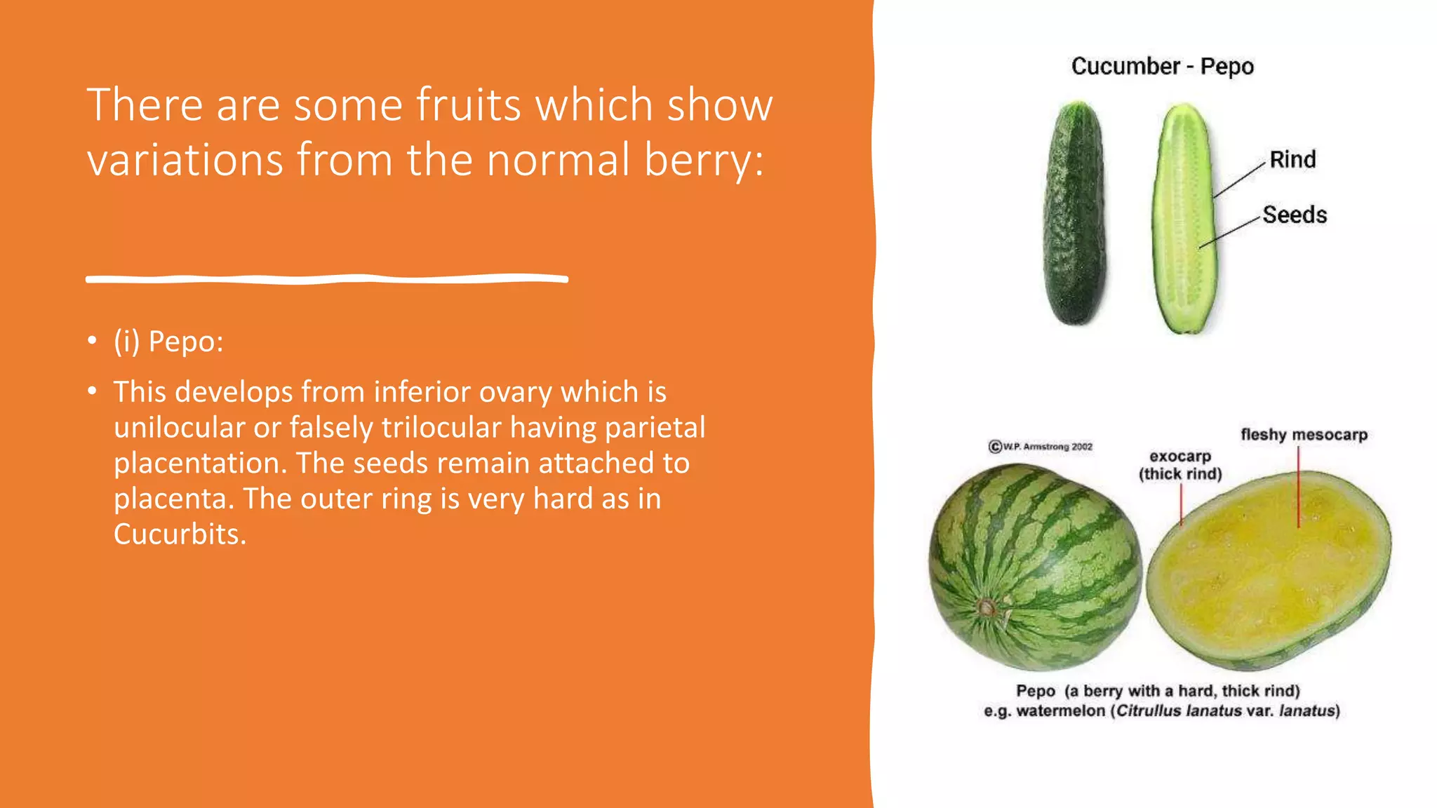 There are some fruits which show
variations from the normal berry:
• (i) Pepo:
• This develops from inferior ovary which is
unilocular or falsely trilocular having parietal
placentation. The seeds remain attached to
placenta. The outer ring is very hard as in
Cucurbits.
 
