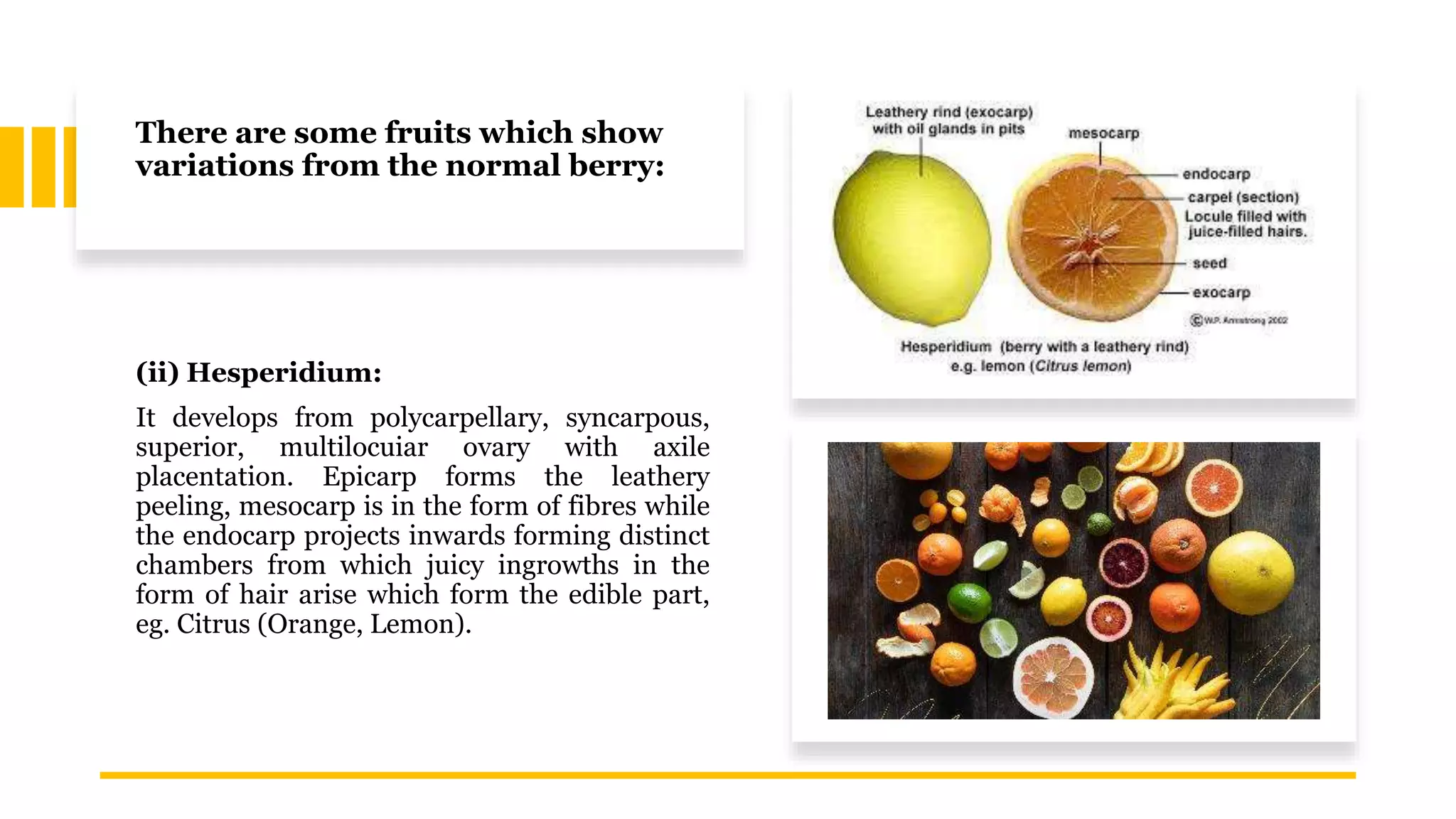 There are some fruits which show
variations from the normal berry:
(ii) Hesperidium:
It develops from polycarpellary, syncarpous,
superior, multilocuiar ovary with axile
placentation. Epicarp forms the leathery
peeling, mesocarp is in the form of fibres while
the endocarp projects inwards forming distinct
chambers from which juicy ingrowths in the
form of hair arise which form the edible part,
eg. Citrus (Orange, Lemon).
 